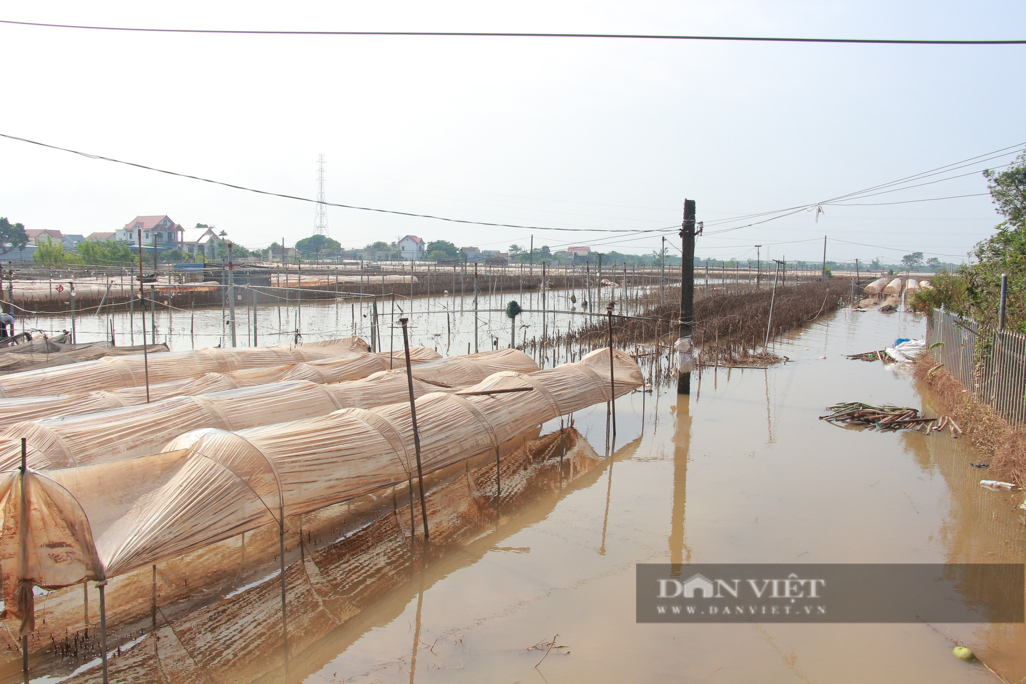 Tan hoang một làng hoa nổi tiếng đất Nam Định, cánh đồng tiền tỷ đang thối rửa, nông dân mất sạch- Ảnh 5.