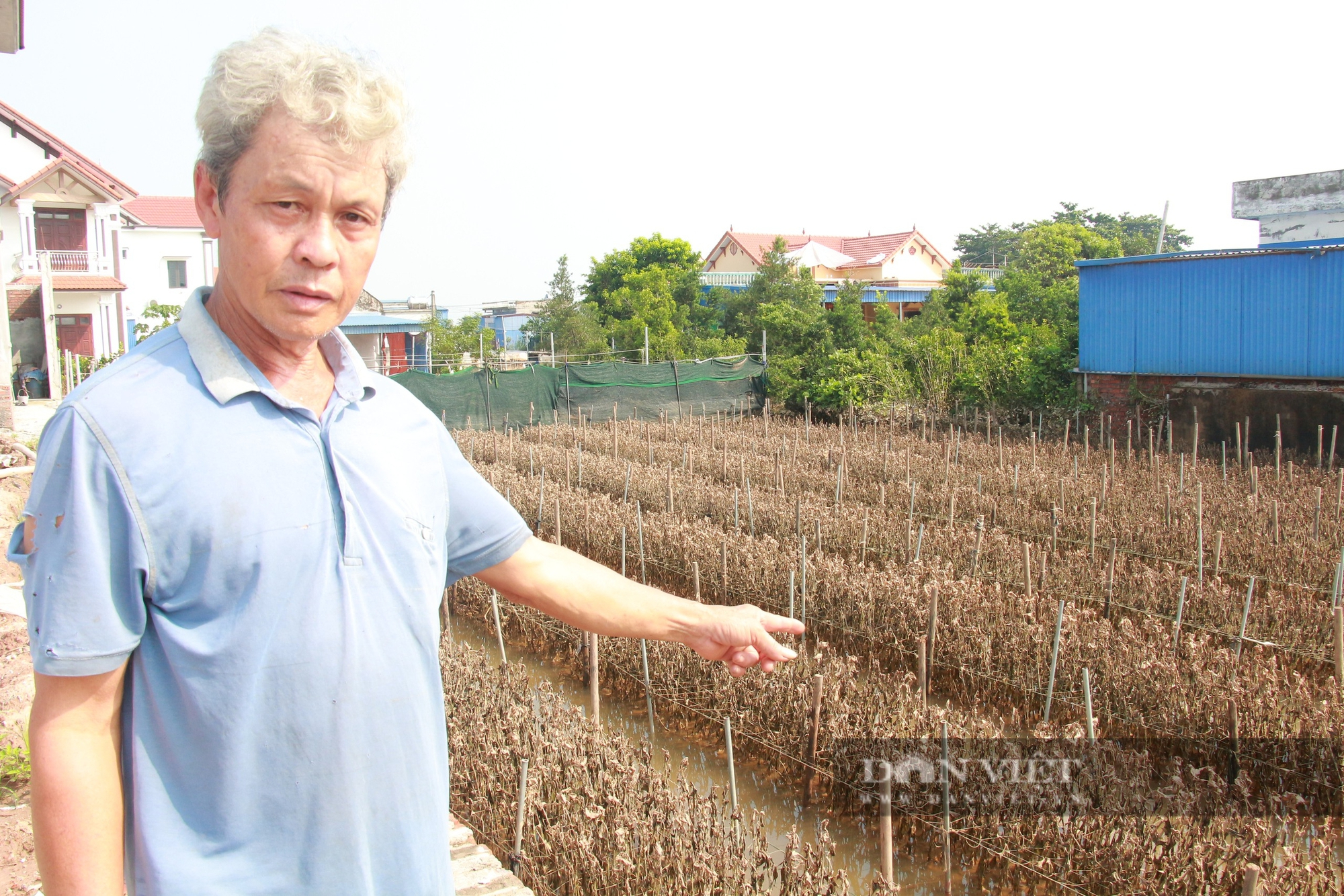 Tan hoang một làng hoa nổi tiếng đất Nam Định, cánh đồng tiền tỷ đang thối rửa, nông dân mất sạch- Ảnh 6.