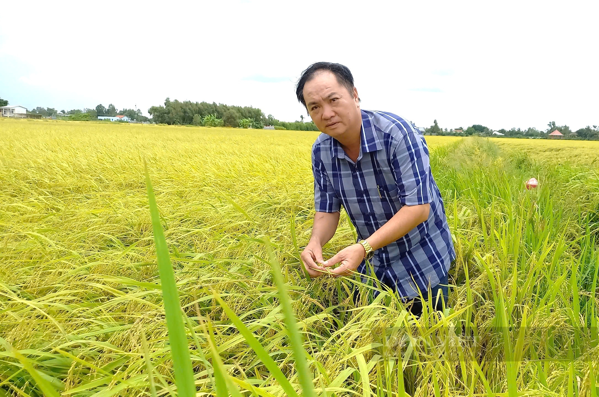 Nông dân Việt Nam xuất sắc 2024 ở Long An, trồng loại hạt dẻo, thơm, thu lãi hơn chục tỷ đồng/năm - Ảnh 2.