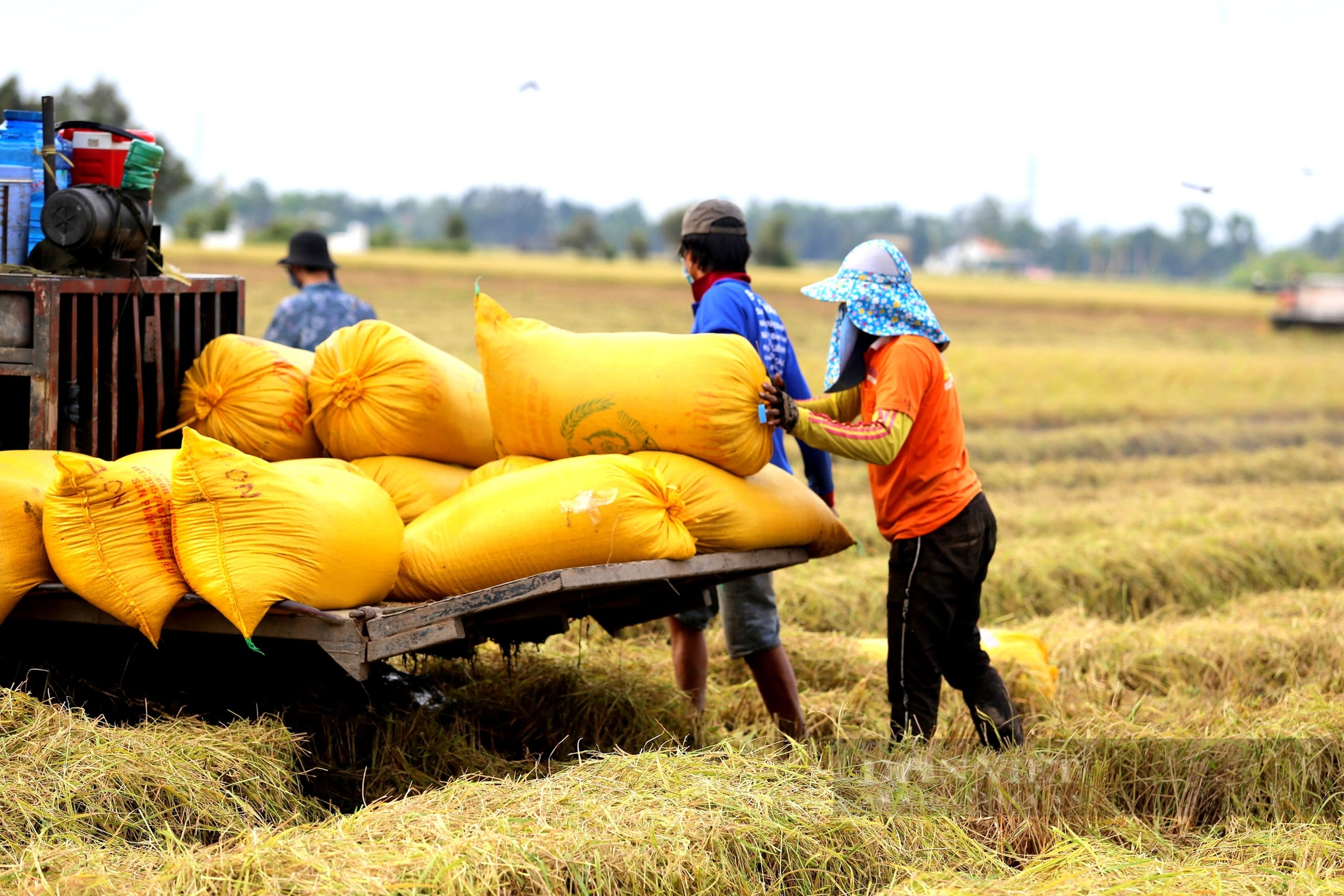 Nông dân Việt Nam xuất sắc 2024 ở Long An, trồng loại hạt dẻo, thơm, thu lãi hơn chục tỷ đồng/năm - Ảnh 4.