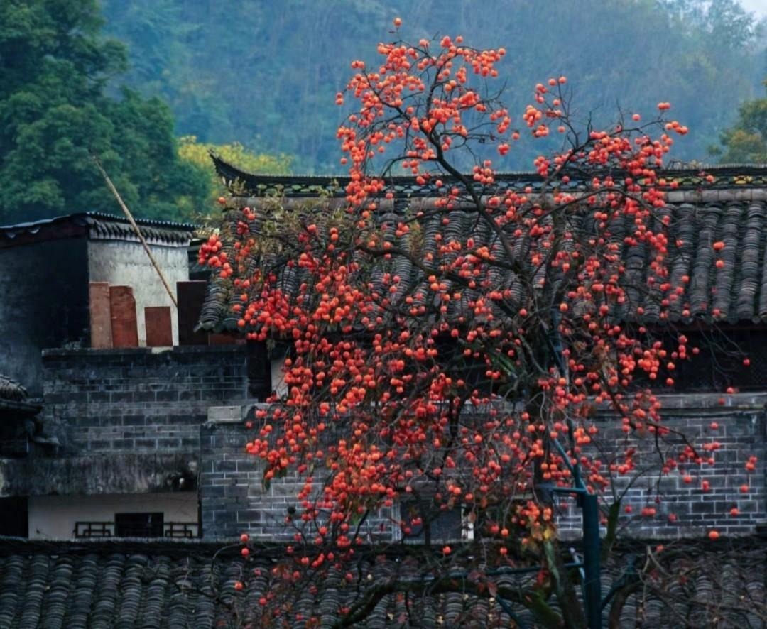 Người xưa dặn: "Trồng cây cảnh này phía Tây, gia đình chiêu bạc, không giàu sang cũng hưởng phúc" - Ảnh 6.