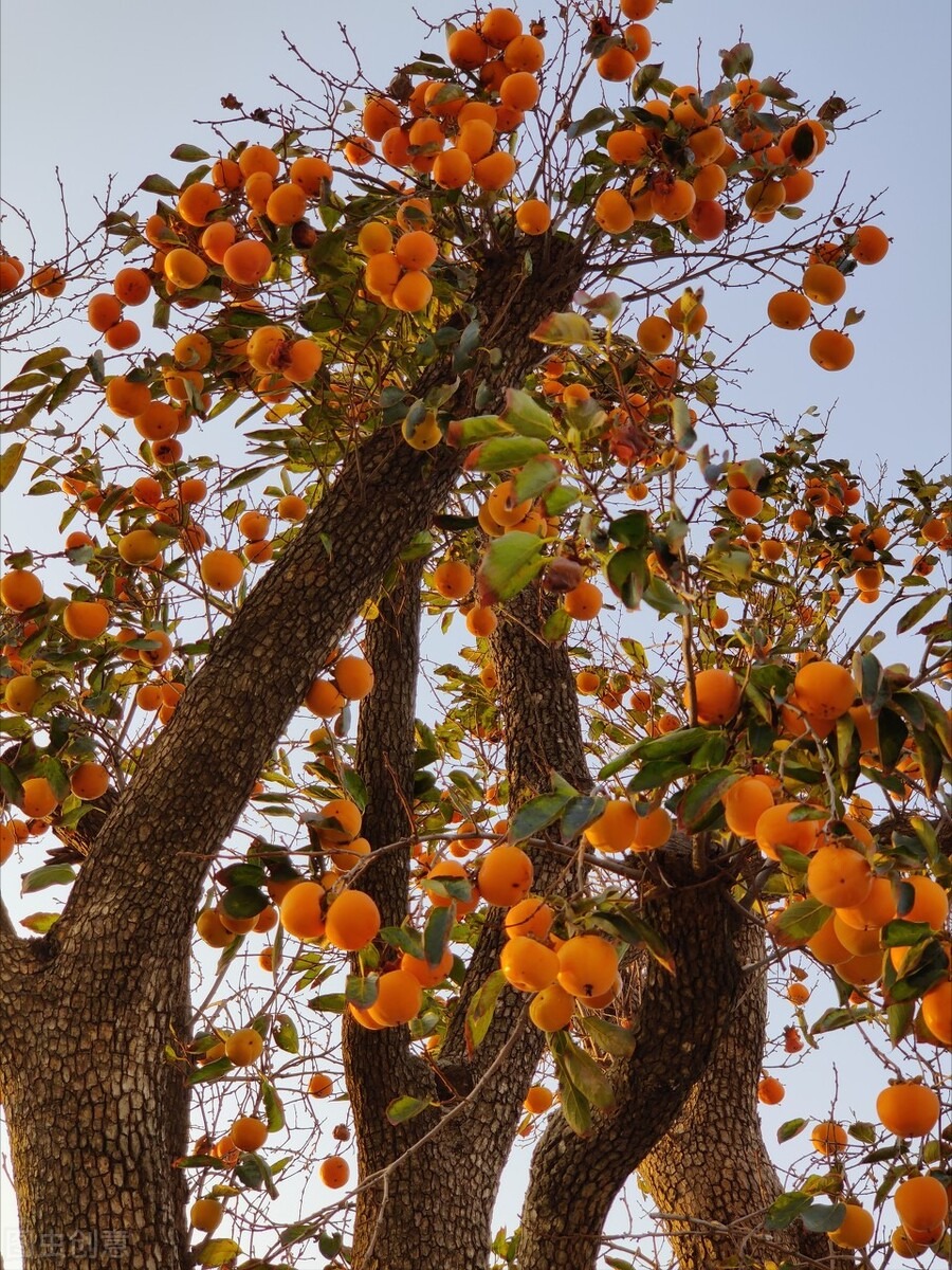 Người xưa dặn: "Trồng cây cảnh này phía Tây, gia đình chiêu bạc, không giàu sang cũng hưởng phúc" - Ảnh 10.