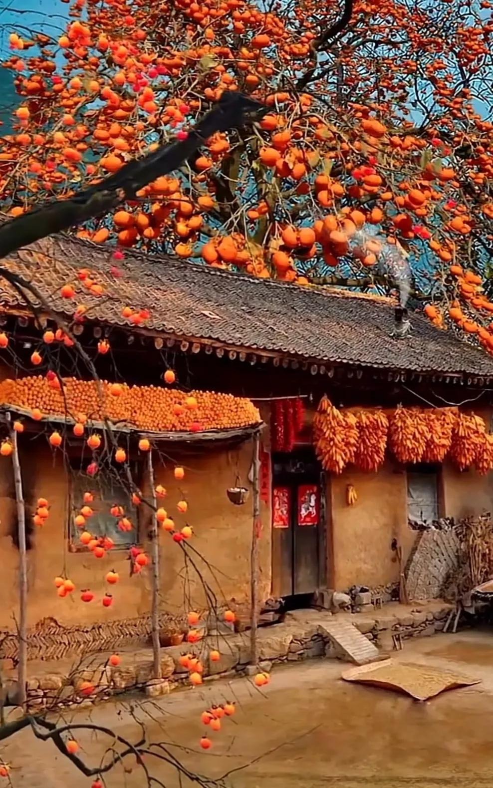 Người xưa dặn: "Trồng cây cảnh này phía Tây, gia đình chiêu bạc, không giàu sang cũng hưởng phúc" - Ảnh 11.