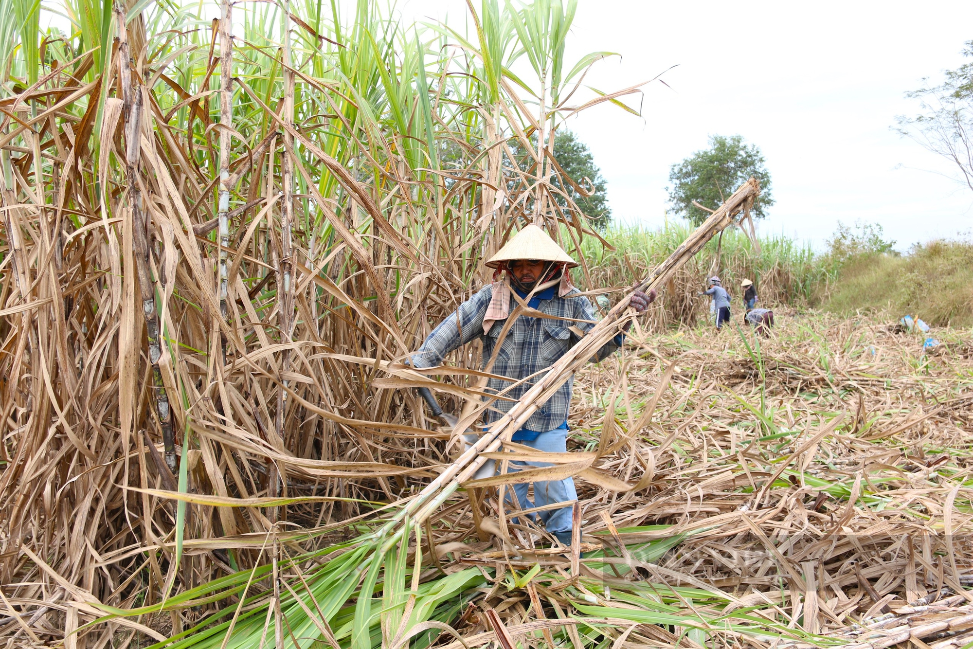 Nông dân ở thủ phủ trồng mía, mì lớn nhất Ninh Thuận mong muốn phát triển kinh tế hợp tác xã- Ảnh 5.