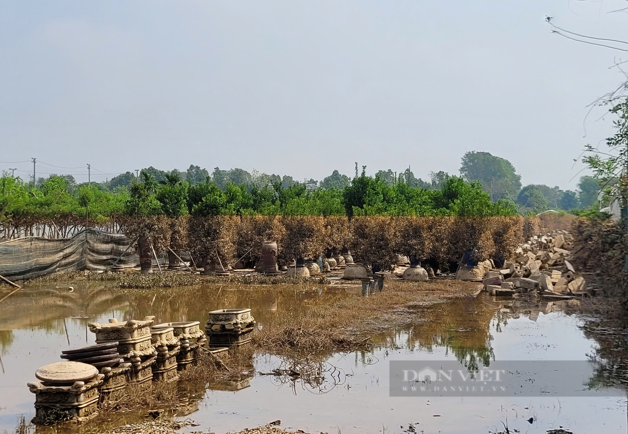 Xót  xa nhìn đào Nhật Tân, quất Tứ Liên chết dần chết mòn sau trận lụt lịch sử của Hà Nội- Ảnh 7.