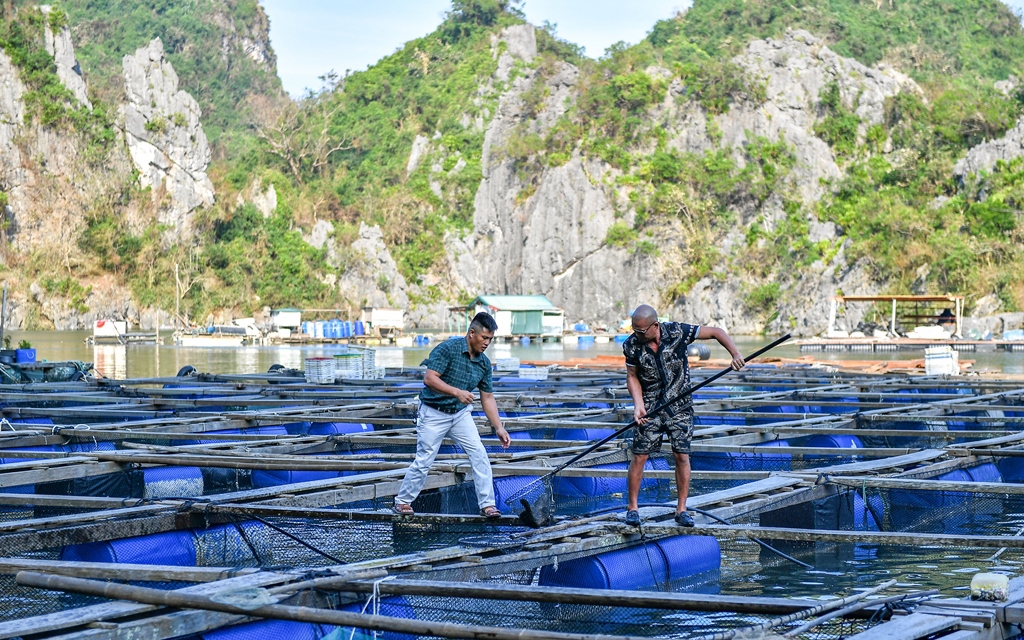 Hiệp hội Nuôi biển Việt Nam cùng dân Vân Đồn ở Quảng Ninh bàn giải pháp nuôi thủy sản bền vững sau bão Yagi