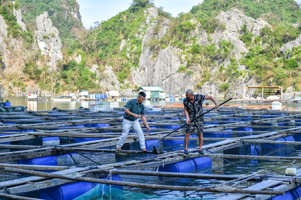 Hiệp hội nuôi biển Việt Nam (VSA) cùng dân Vân Đồn bàn giải pháp phát triển nghề nuôi biển bền vững sau bão Yagi - Ảnh 3.