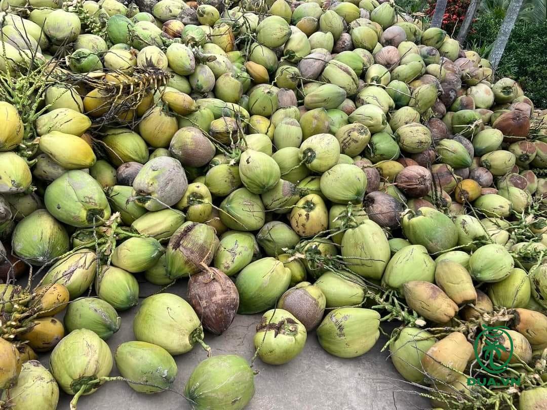 Dừa khô, loại quả khô giàu dinh dưỡng bất ngờ tăng giá tốt ở Tiền Giang, nhà nào bán là trúng đậm - Ảnh 1.