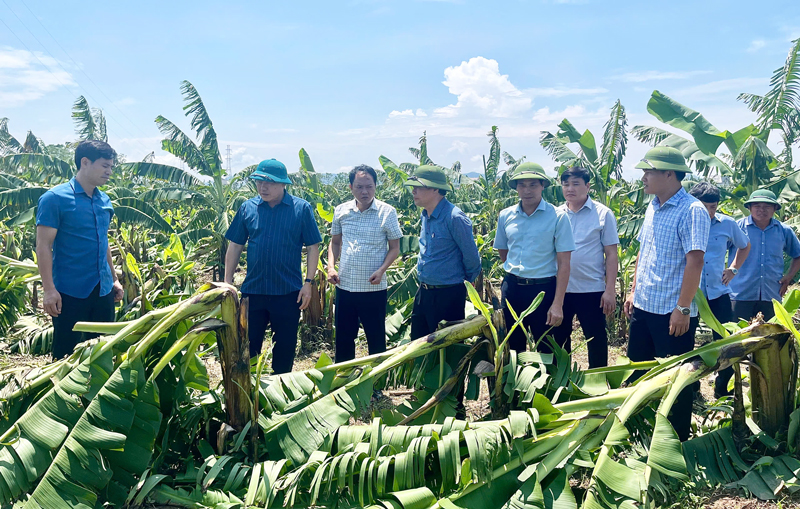 Trung tâm Khuyến nông QG ban hành hướng dẫn khôi phục sản xuất nông nghiệp sau bão lũ - Ảnh 3.