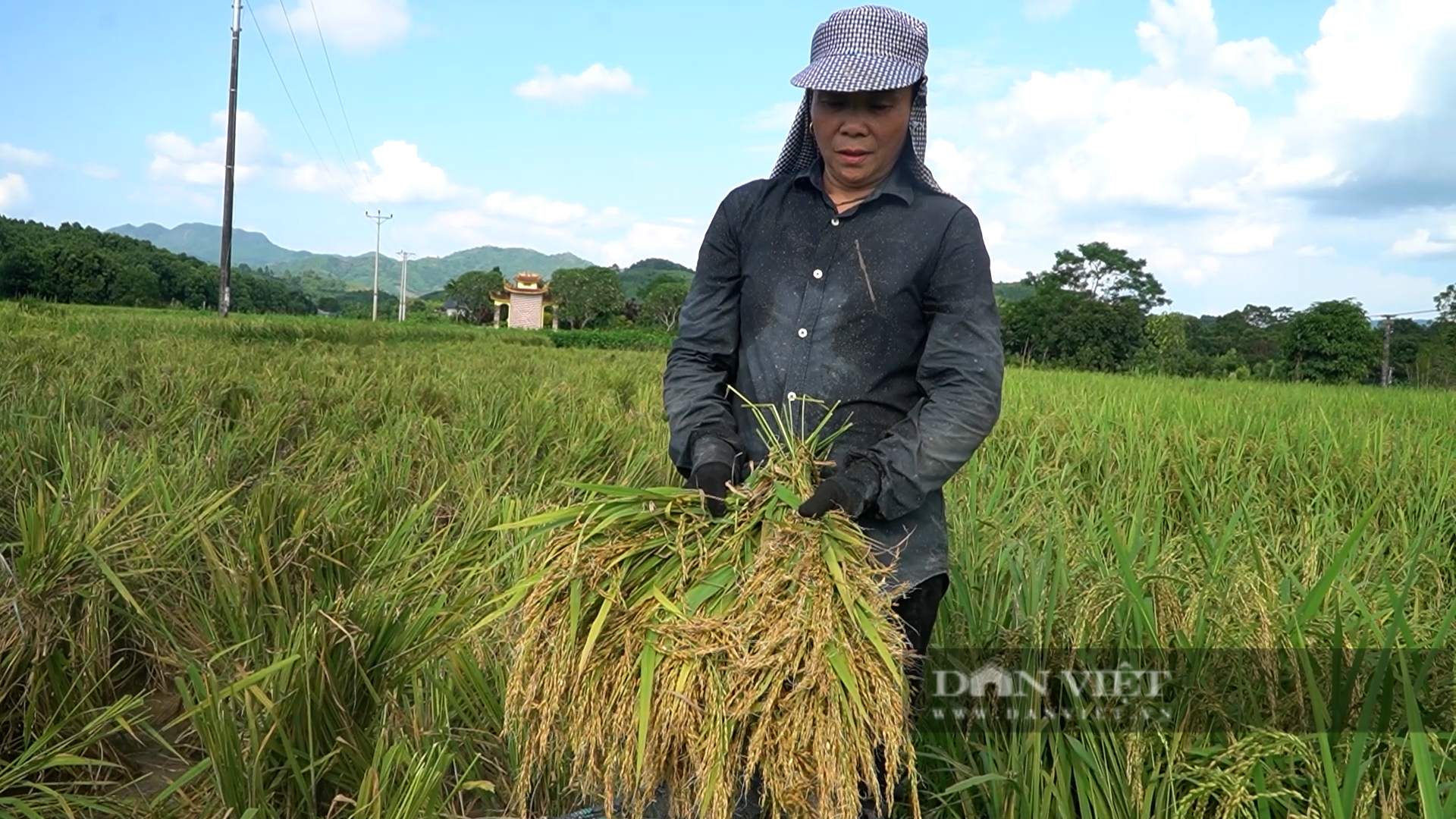 Nước lũ rút, lúa chín 60 - 70% nông dân vẫn phải thu - Ảnh 2.