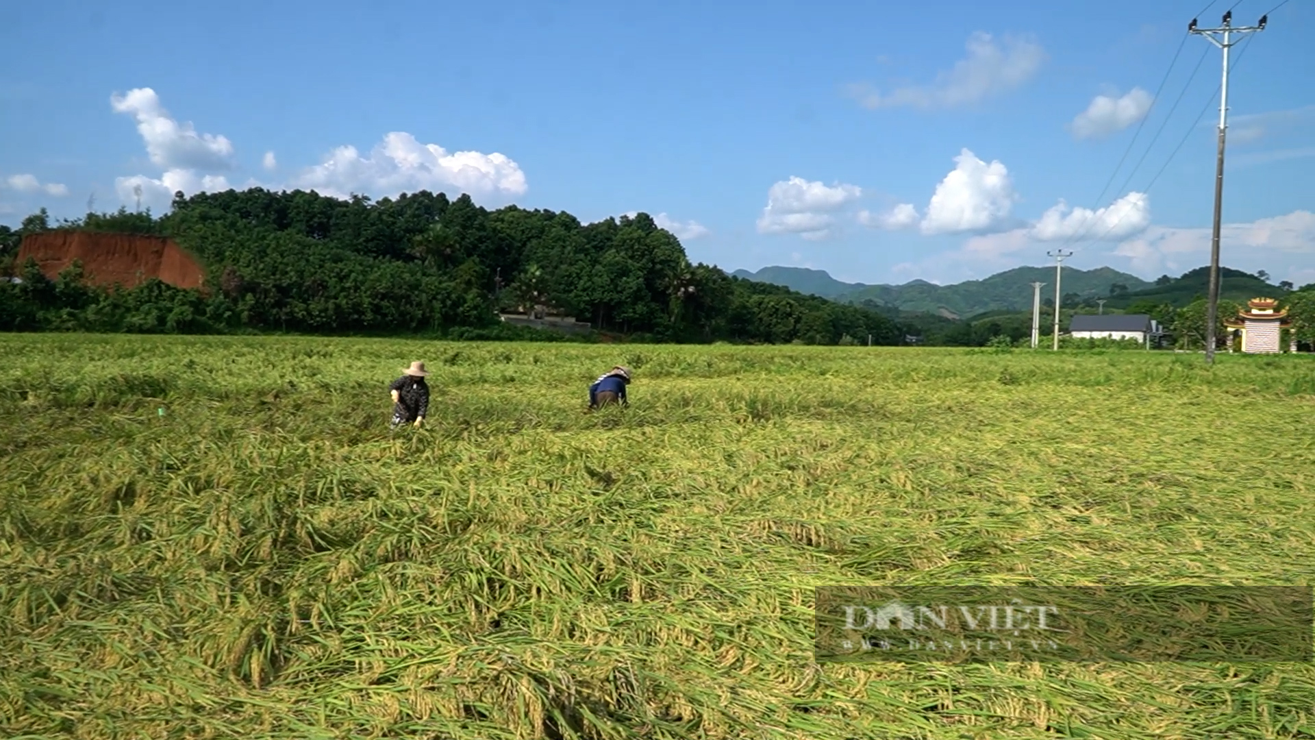 Nước lũ rút, lúa chín 60 - 70% nông dân vẫn phải thu - Ảnh 1.