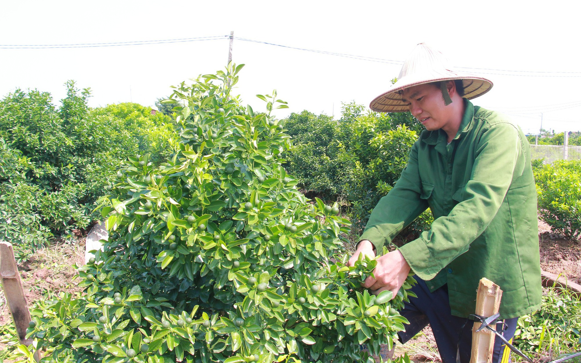 Nông dân Việt Nam xuất sắc 2024 đến từ Tây Ninh là tỷ phú trồng lúa, trồng cao su lời 5 tỷ/năm - Ảnh 6.