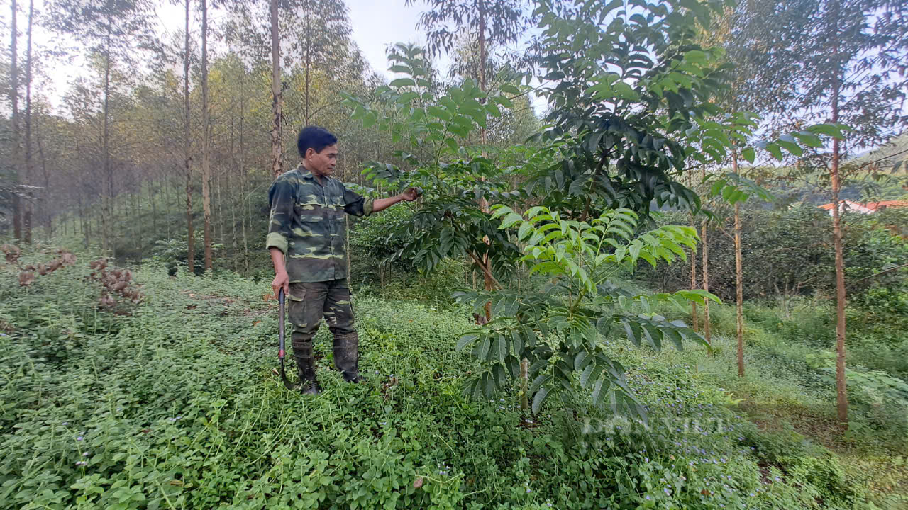 Mạnh dạn trồng 60ha rừng bạch đàn lấy gỗ, lão nông Thái Nguyên có trong tay cả tỷ đồng mỗi năm - Ảnh 3.