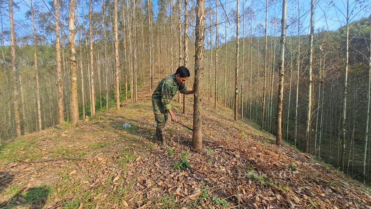 Mạnh dạn trồng 60ha rừng bạch đàn lấy gỗ, lão nông Thái Nguyên có trong tay cả tỷ đồng mỗi năm - Ảnh 7.