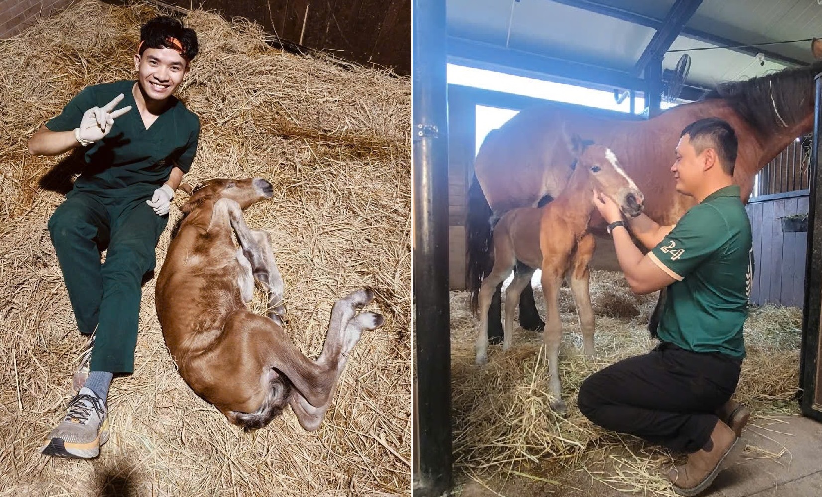 Yagi chào đời tại Học viện cưỡi ngựa Vinpearl Horse Academy Vũ Yên: Câu chuyện sinh nở hồi hộp đến 