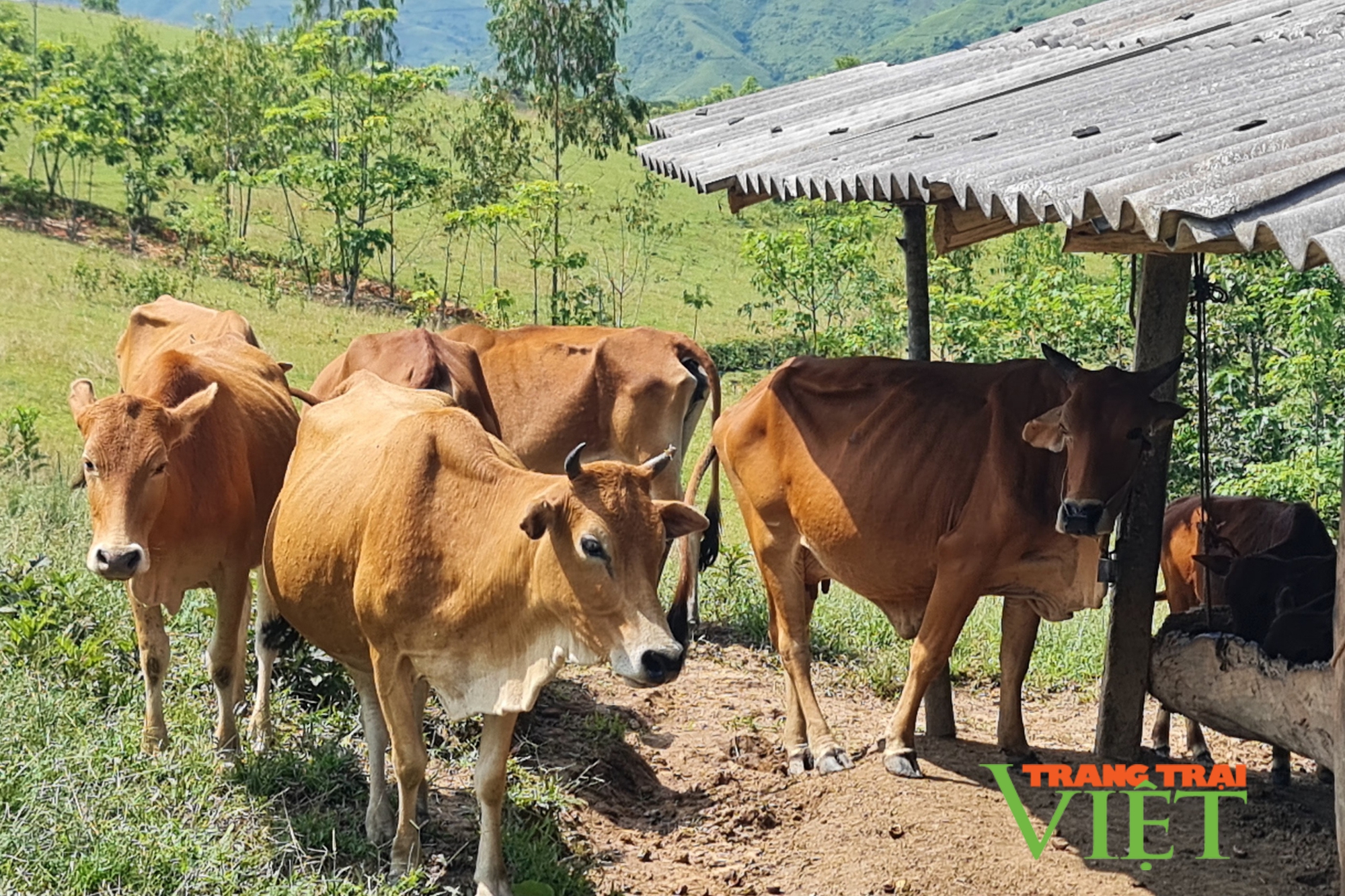 Giảm nghèo trên cao nguyên đá Tủa Chùa - Ảnh 3.