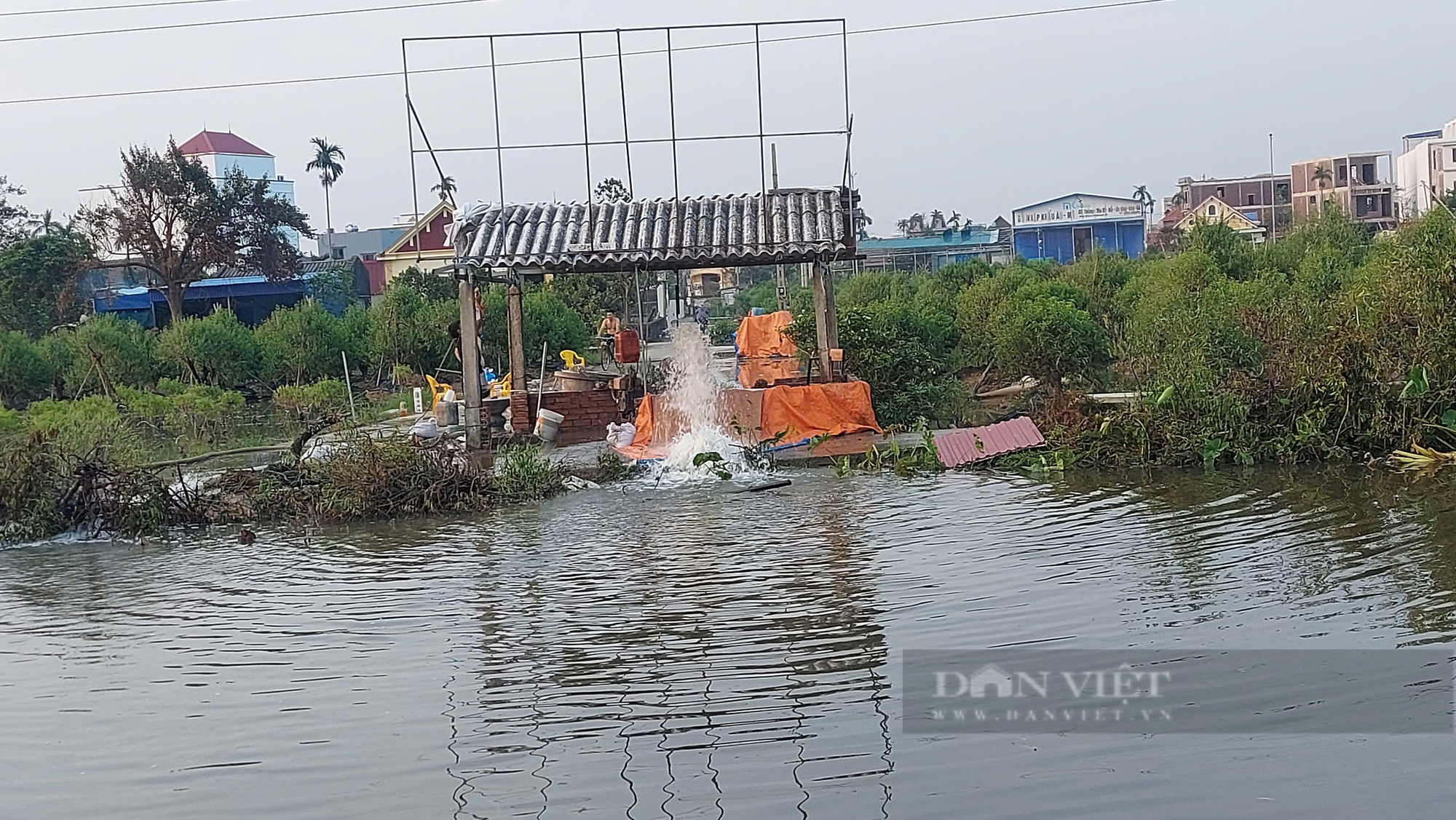 Nông dân thủ phủ trồng hoa đào ở Hải Phòng "khóc ròng" sau bão số 3 - Ảnh 2.