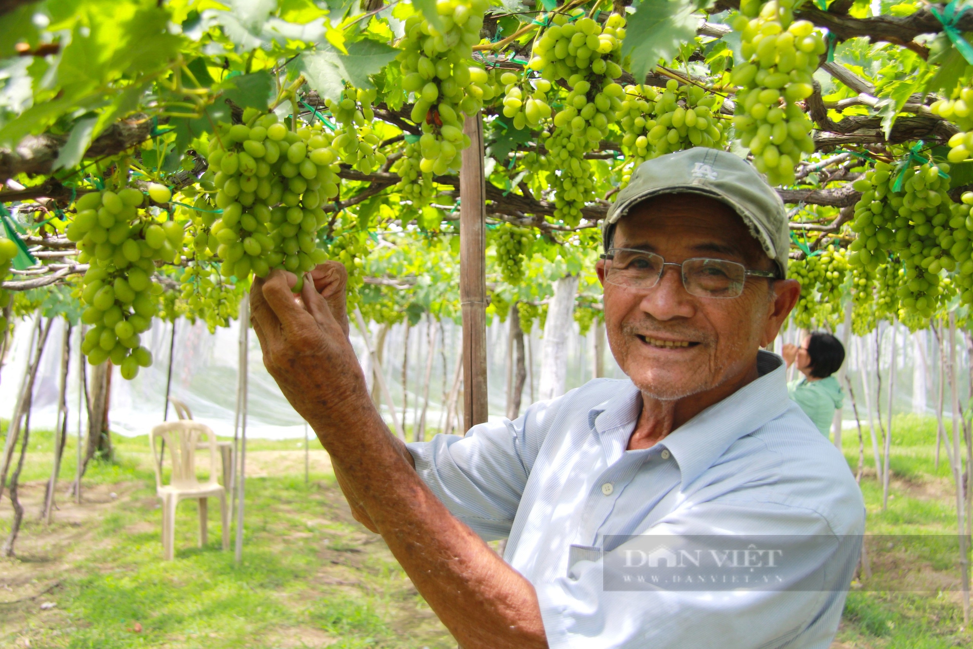 Nông dân trồng nho ở Ninh Thuận mong muốn Chính Phủ “giúp” nông dân phát triển du lịch nông nghiệp - Ảnh 1.