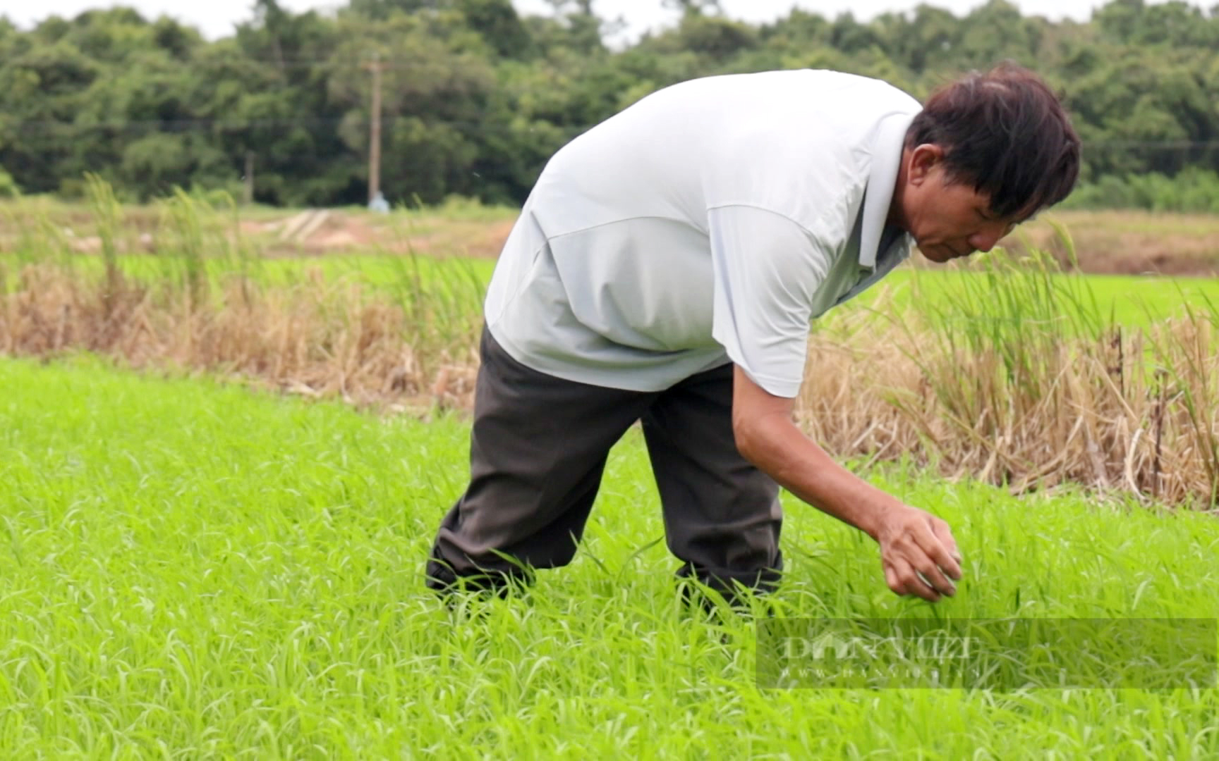 Nông dân Việt Nam xuất sắc 2024 đến từ Tây Ninh trồng lúa và cao su lời gần 5 tỷ đồng/năm - Ảnh 3.