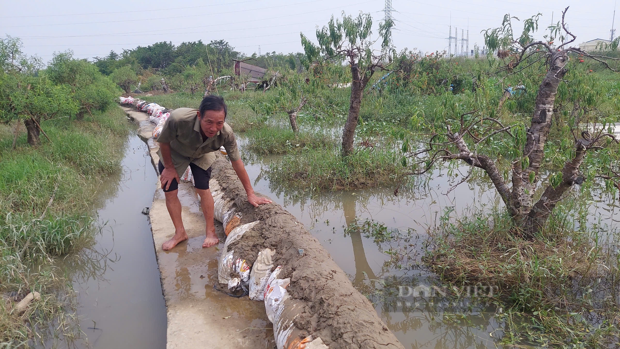 Nông dân thủ phủ trồng hoa đào ở Hải Phòng "khóc ròng" sau bão số 3 - Ảnh 1.