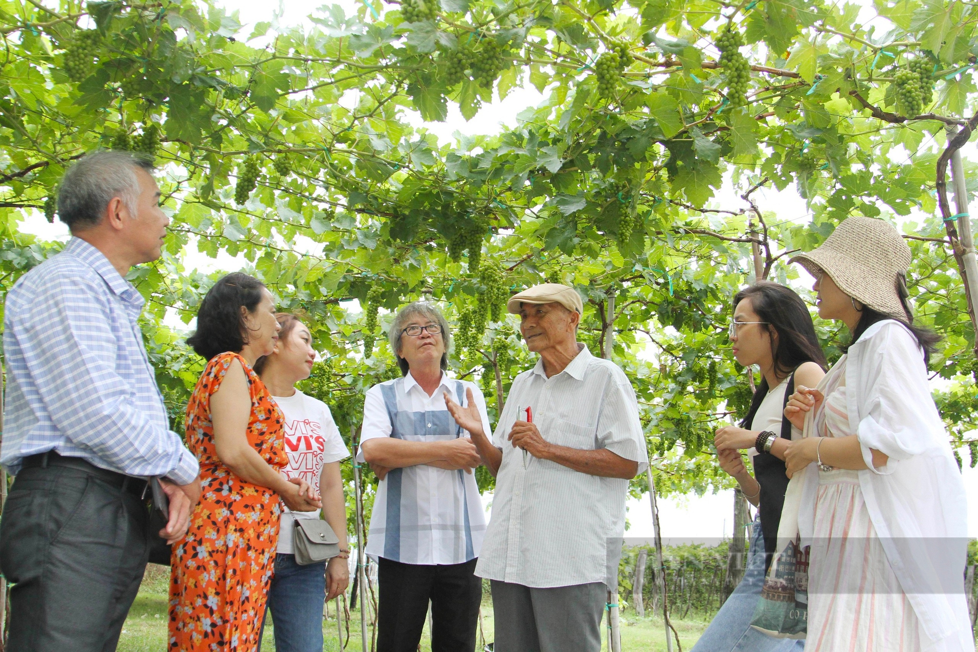 Nông dân trồng nho ở Ninh Thuận mong muốn Chính Phủ “giúp” nông dân phát triển du lịch nông nghiệp - Ảnh 4.