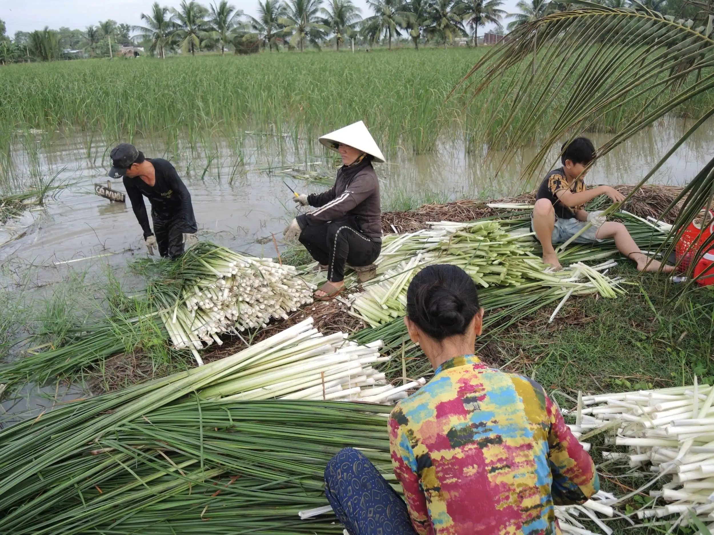 Loại cây dại xưa phạt đi chả xuể, nay ở Sóc Trăng dân nhổ đọt non làm rau đặc sản đãi bình dân, nhà giàu - Ảnh 1.