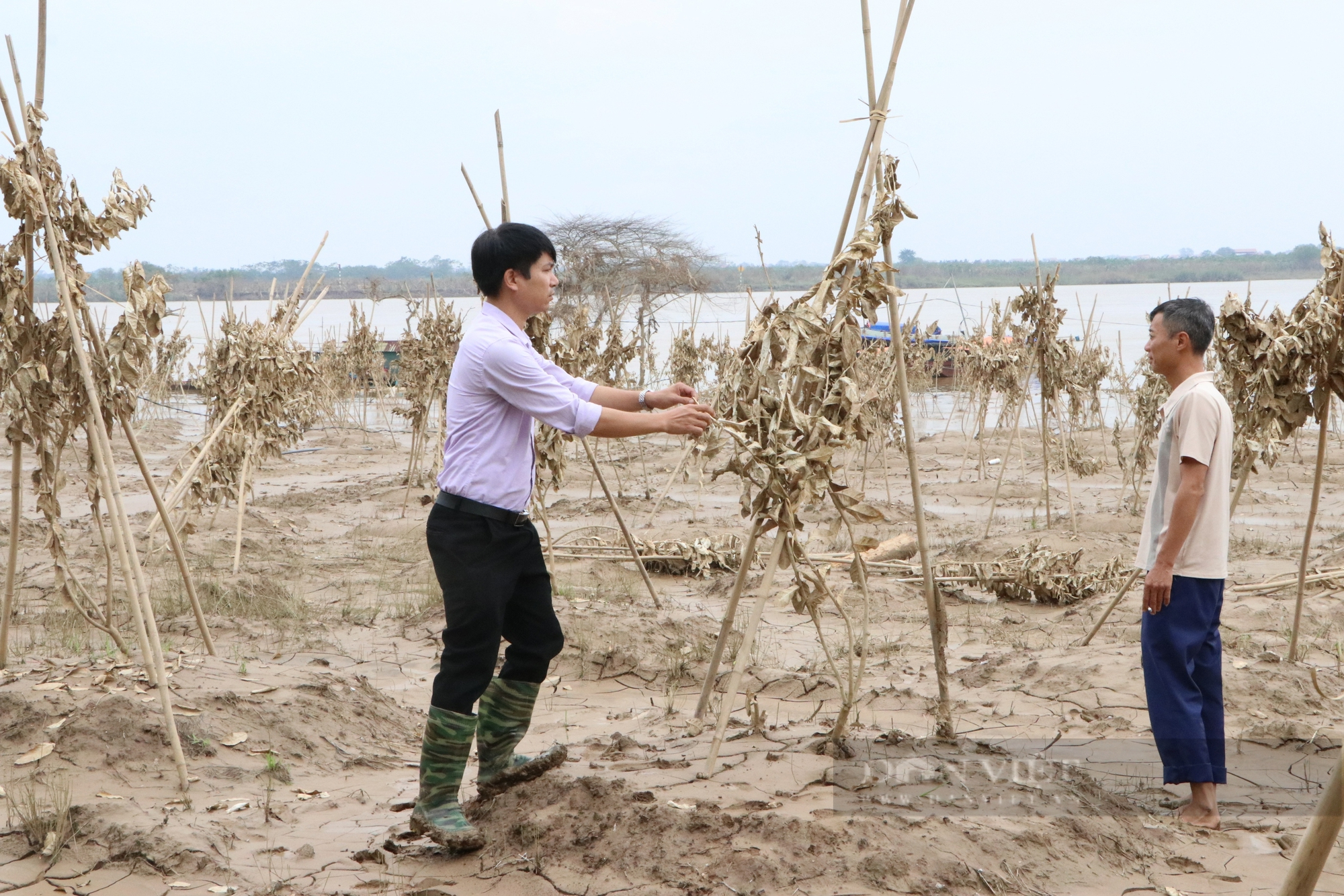 Hơn 300 ha phật thủ của nông dân Đắc Sở (Hoài Đức) chết khô sau lũ, 250 tỷ đồng trôi sông, trôi biển... - Ảnh 6.