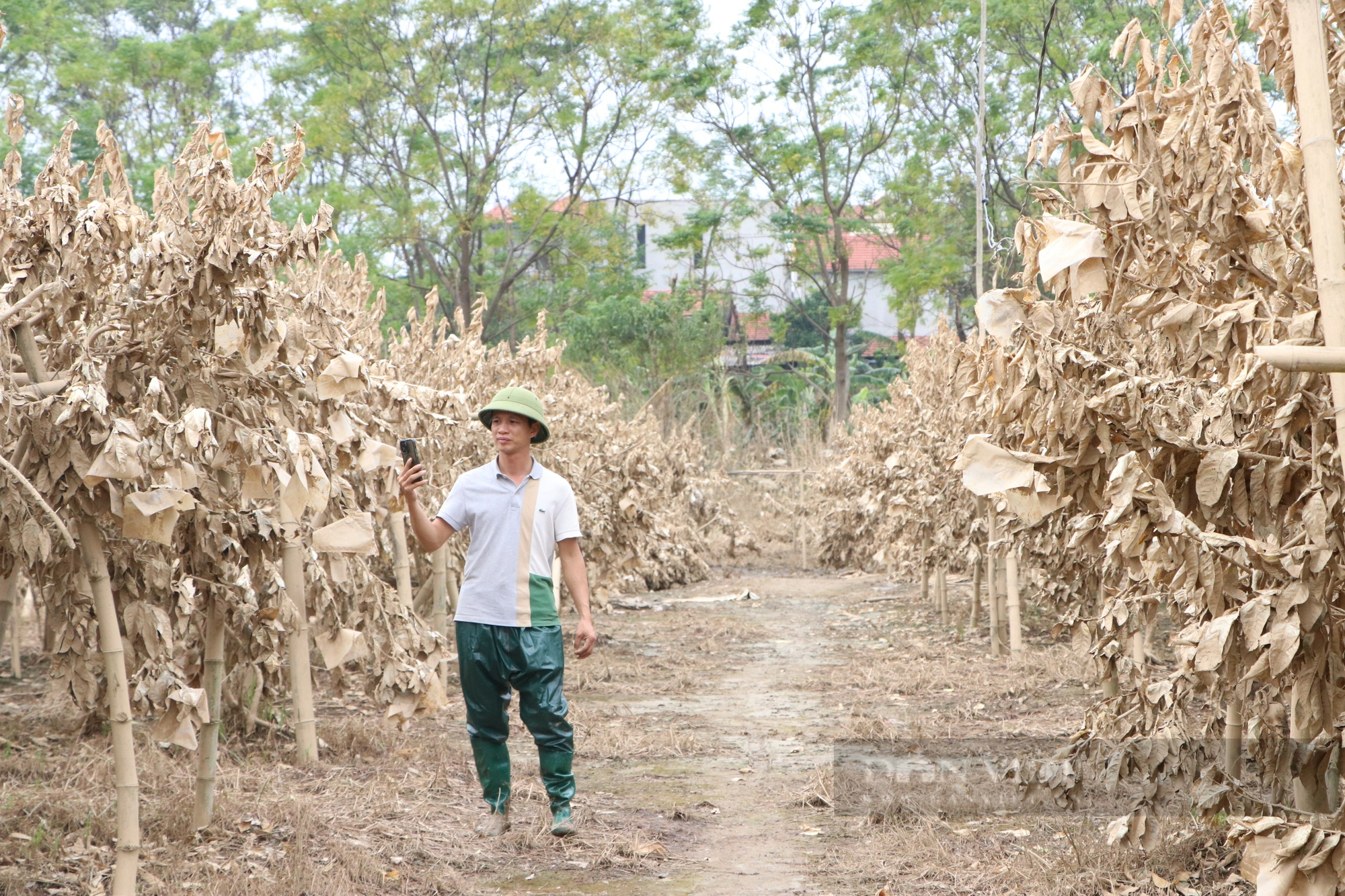 Nông dân gượng dậy thế nào sau bão Yagi: Những "bàn tay" phật thủ... trôi theo lũ, một xã mất 250 tỷ đồng (Bài 1) - Ảnh 9.