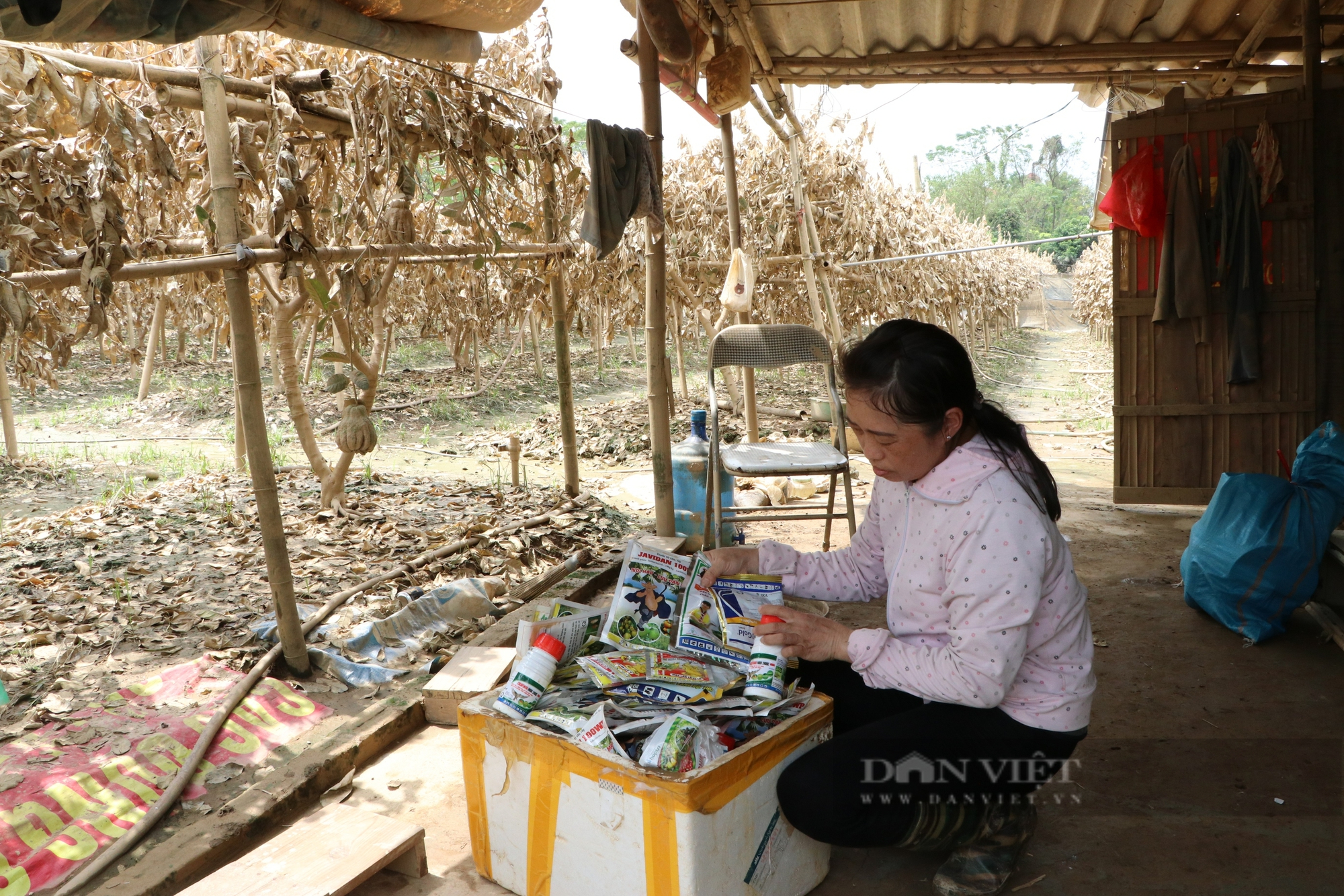 Nông dân gượng dậy thế nào sau bão Yagi: Những "bàn tay" phật thủ... trôi theo lũ, một xã mất 250 tỷ đồng (Bài 1) - Ảnh 13.