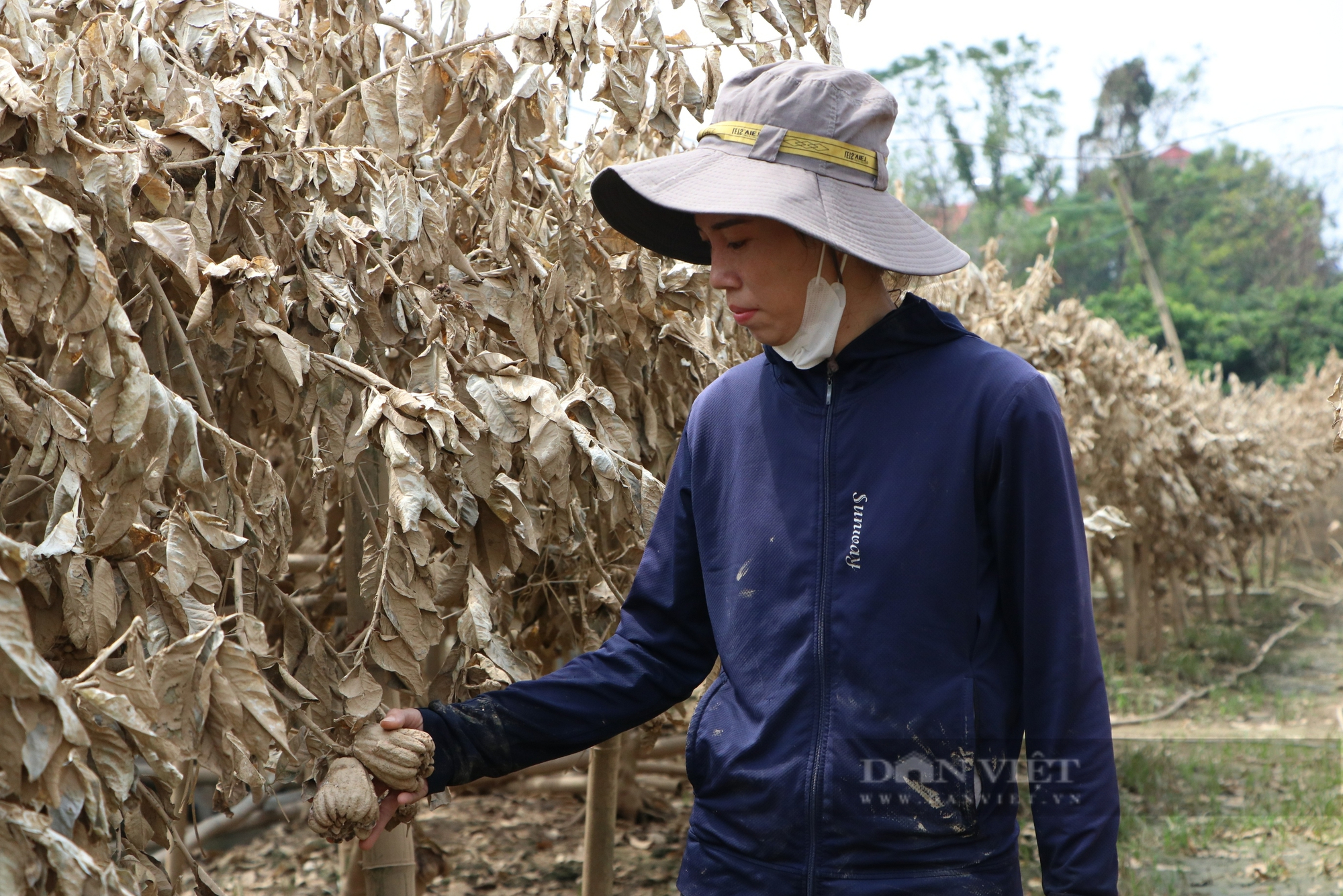 Hơn 300 ha phật thủ của nông dân Đắc Sở (Hoài Đức) chết khô sau lũ, 250 tỷ đồng trôi sông, trôi biển... - Ảnh 2.