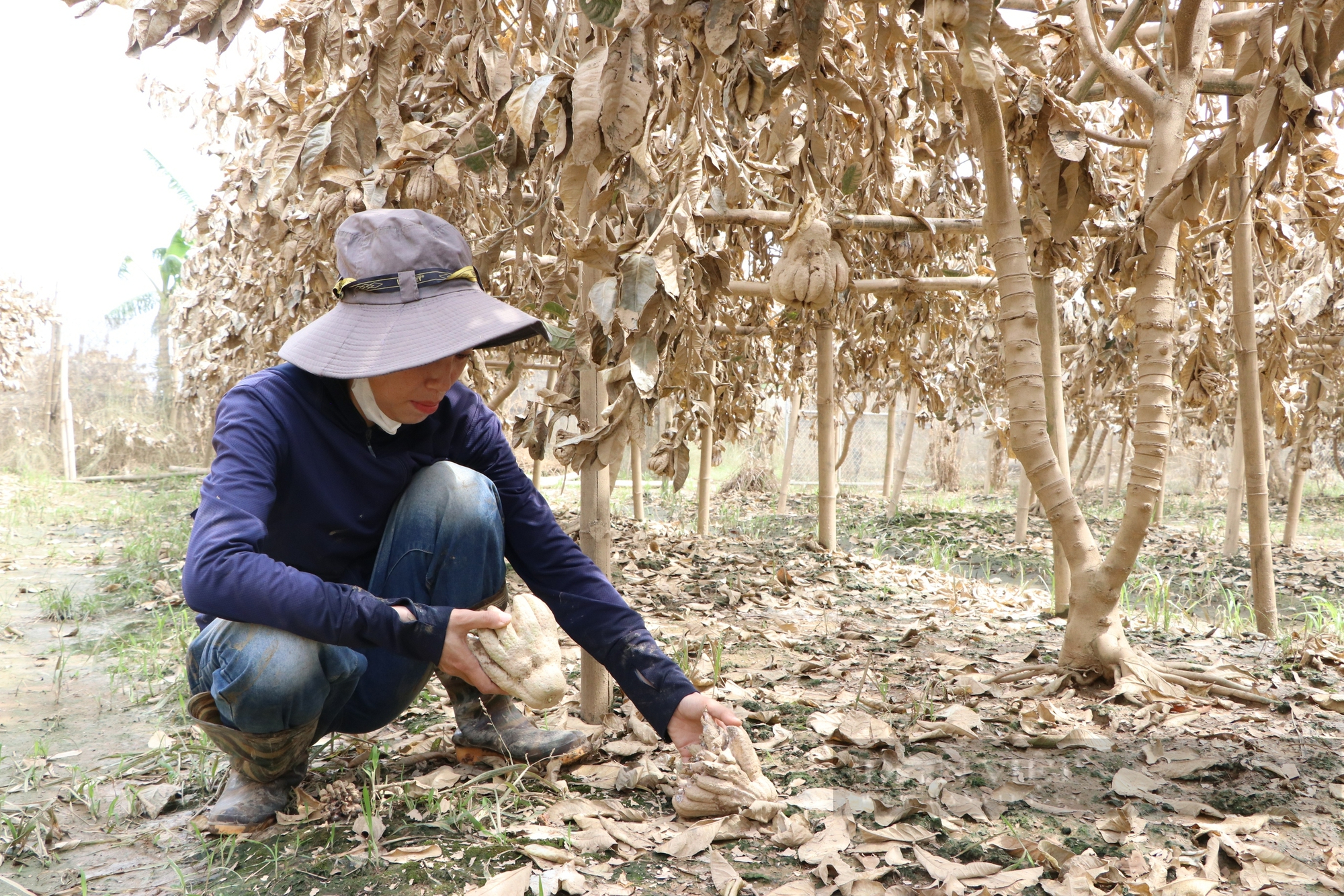 Nông dân gượng dậy thế nào sau bão Yagi: Những "bàn tay" phật thủ... trôi theo lũ, một xã mất 250 tỷ đồng (Bài 1) - Ảnh 4.