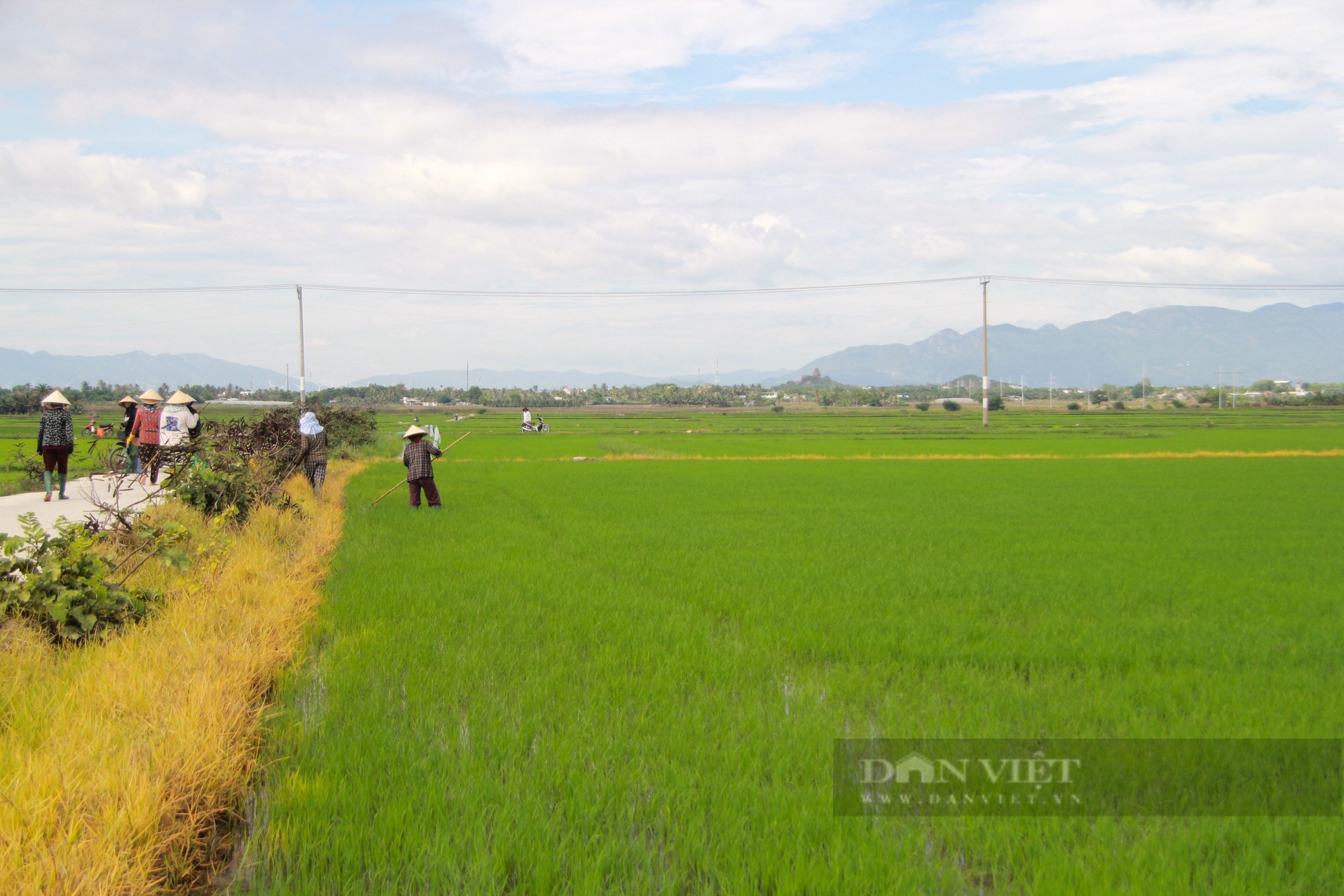 Xã duy nhất ở TP. Phan Rang – Tháp Chàm có “thôn thông minh” trong xây dựng nông thôn mới kiểu mẫu ở Ninh Thuận - Ảnh 5.