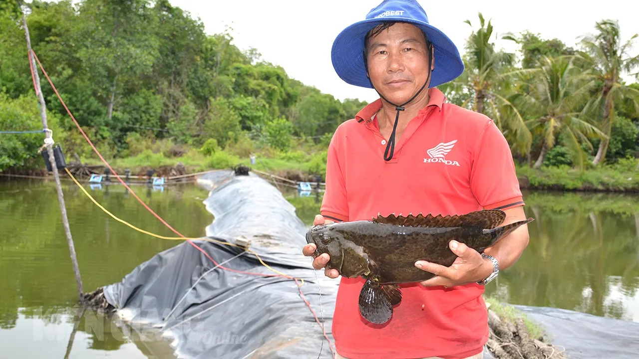 Vô một khu rừng ở Kiên Giang, bất ngờ thấy nông dân nuôi cá đặc sản to bự thế này, bán giá nhà giàu - Ảnh 1.