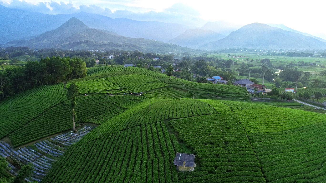 Gia tăng giá trị nông sản Việt: Từ đồi chè Thái Nguyên đến Trà Xanh Không Độ - Ảnh 1.