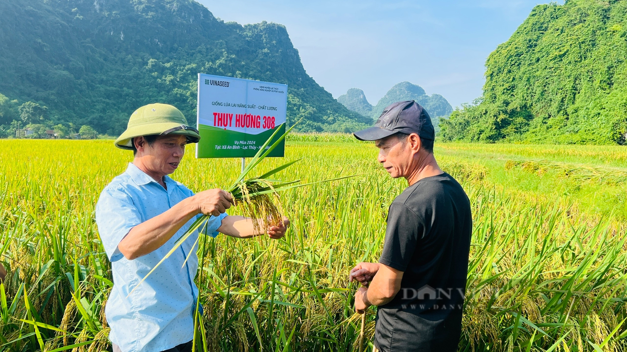 Giống lúa Thụy Hương 308 đứng vững trước bão Yagi- Ảnh 1.