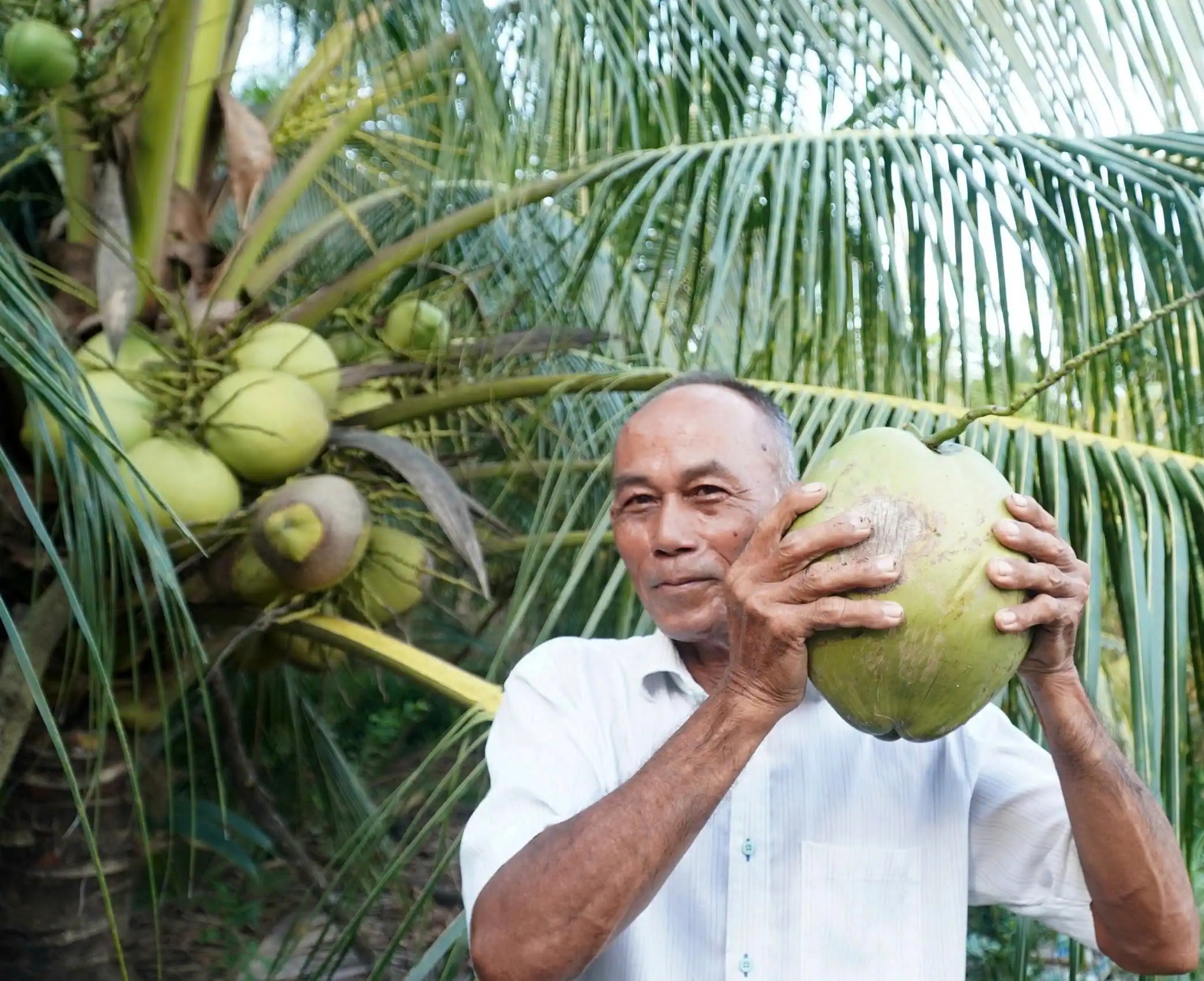 Đây là cây đặc sản thấp tè đã ra quả ngon to bự, nông dân này ở Trà Vinh hễ bẻ là bán hết veo - Ảnh 1.