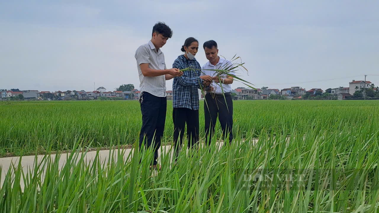 Sau lũ hàng trăm hecta lúa nếp đặc sản ở một huyện của Thái Nguyên đứng trước nguy cơ mất trắng - Ảnh 6.