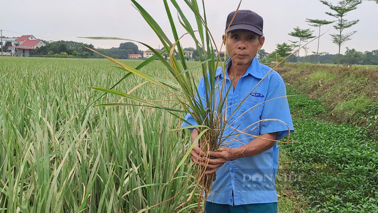 Sau lũ hàng trăm hecta lúa nếp đặc sản ở một huyện của Thái Nguyên đứng trước nguy cơ mất trắng - Ảnh 3.