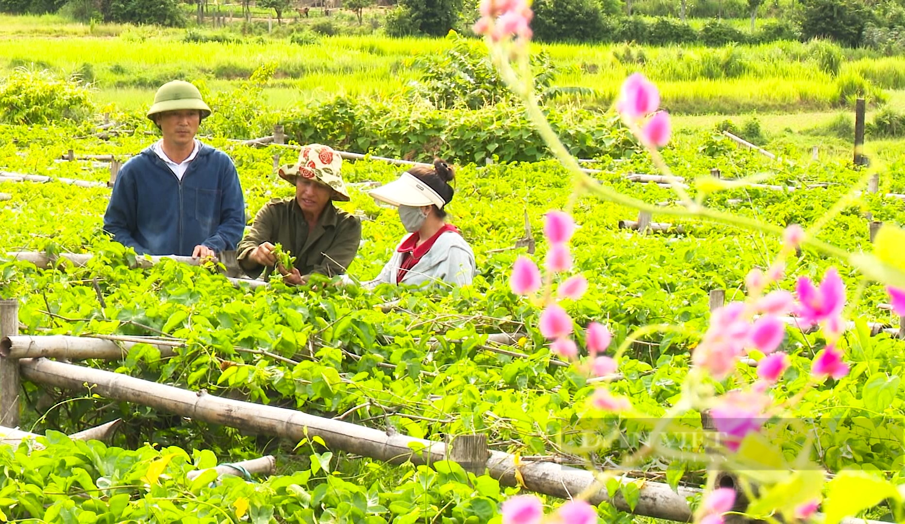 Nông dân miền núi Hà Tĩnh trồng loại cây ra hoa vàng kín giàn, hái bán là “bỏ túi” tiền triệu- Ảnh 1.