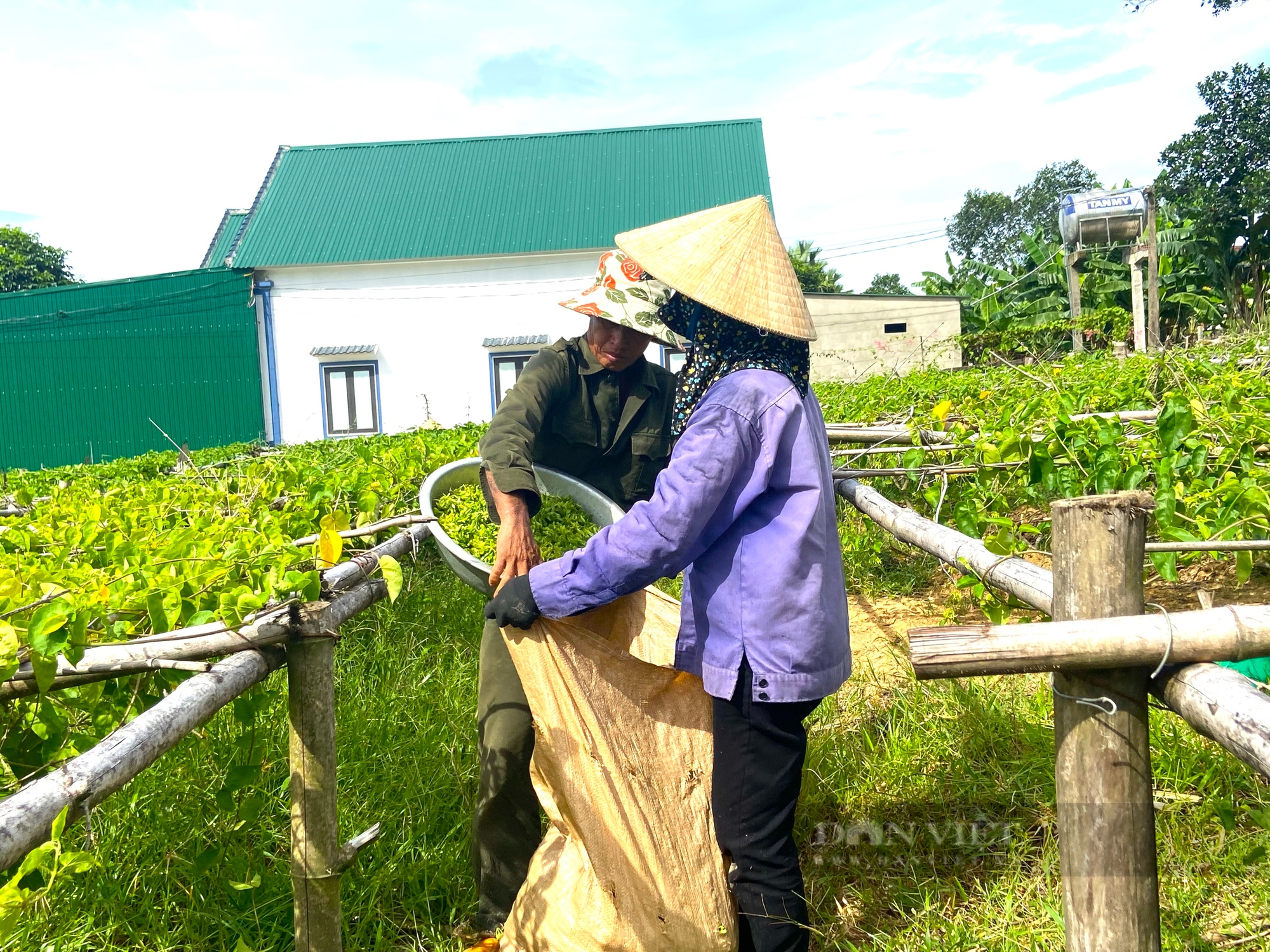 Nông dân miền núi Hà Tĩnh trồng loại cây ra hoa vàng kín giàn, hái bán là “bỏ túi” tiền triệu- Ảnh 7.