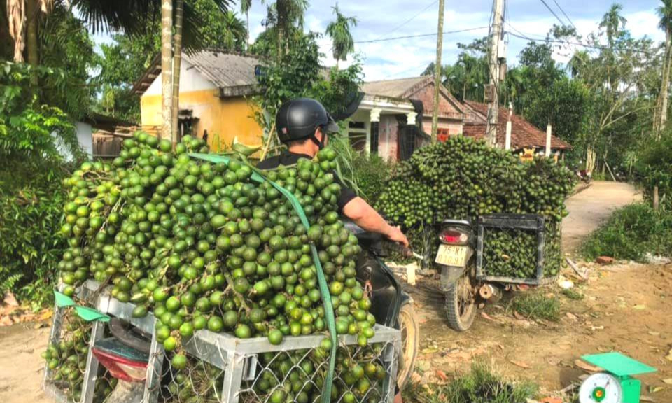 Quả cau non như thế nào sẽ được thương nhân Trung Quốc ưa chuộng, mua giá cao? - Ảnh 1.