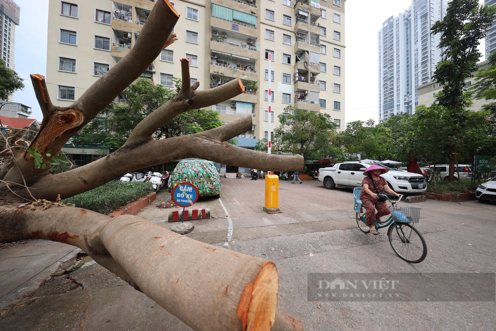 Hàng loạt cây xanh ở Hà Nội "hồi sinh", mầm non nhú lên giữa nắng vàng - Ảnh 14.