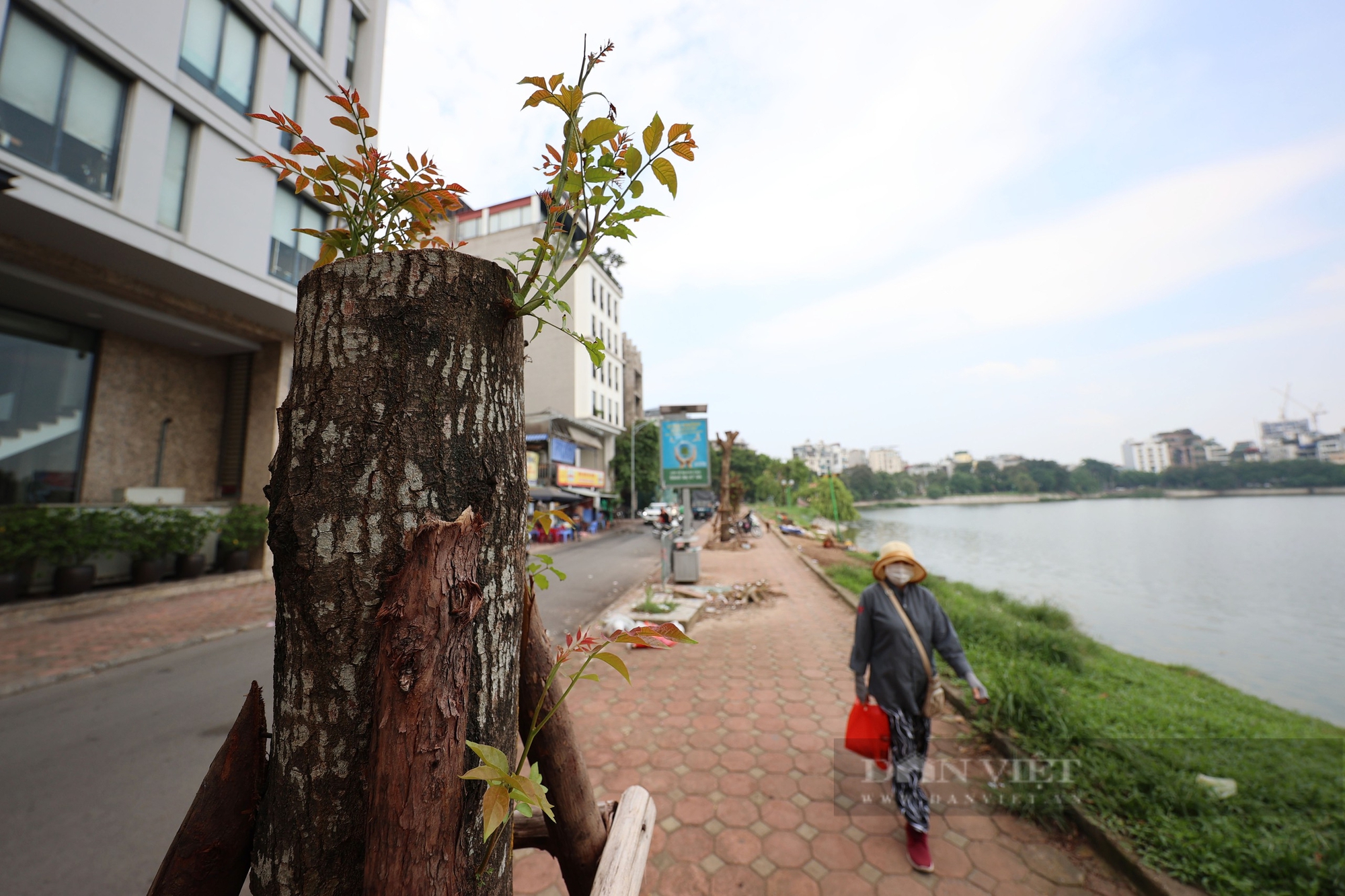 Hàng loạt cây xanh ở Hà Nội "hồi sinh", mầm non nhú lên giữa nắng vàng - Ảnh 2.