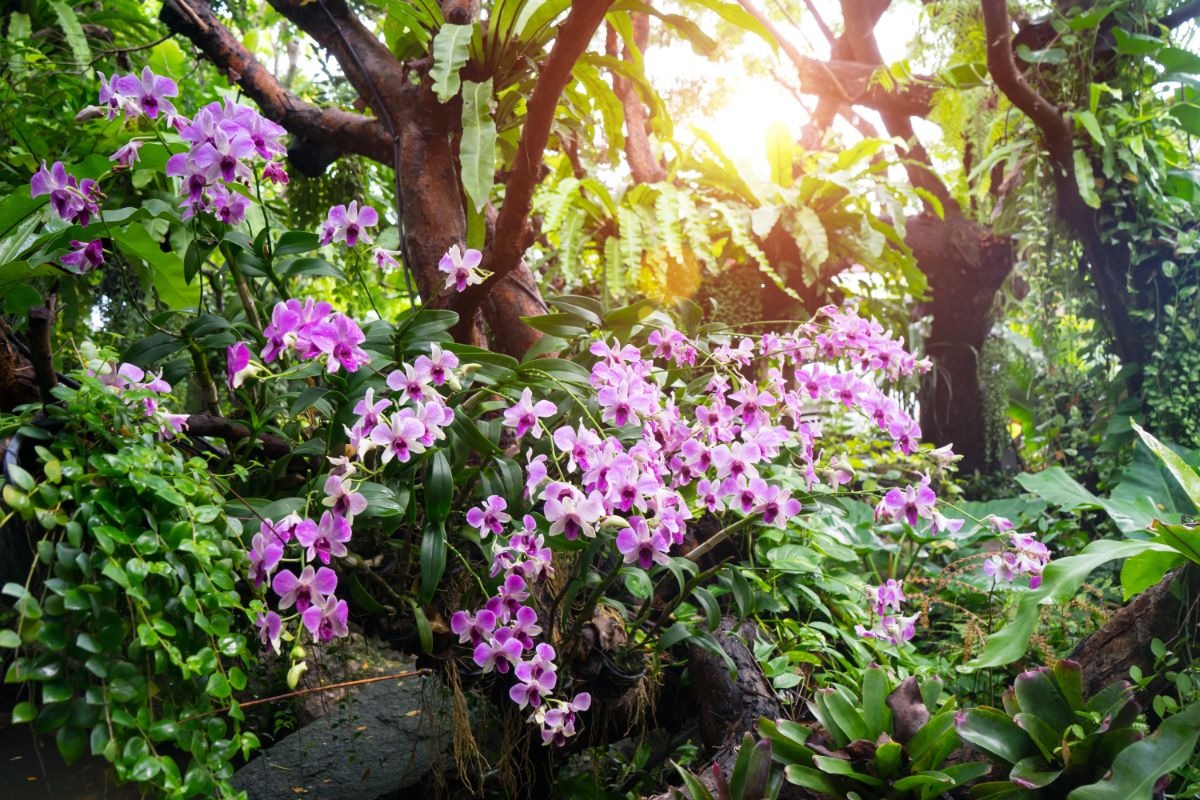 Cây cảnh "tiên thảo", đẹp mê hoặc, là vị thuốc quý, trồng trong nhà phú quý như mây, tài lộc như mưa  - Ảnh 12.