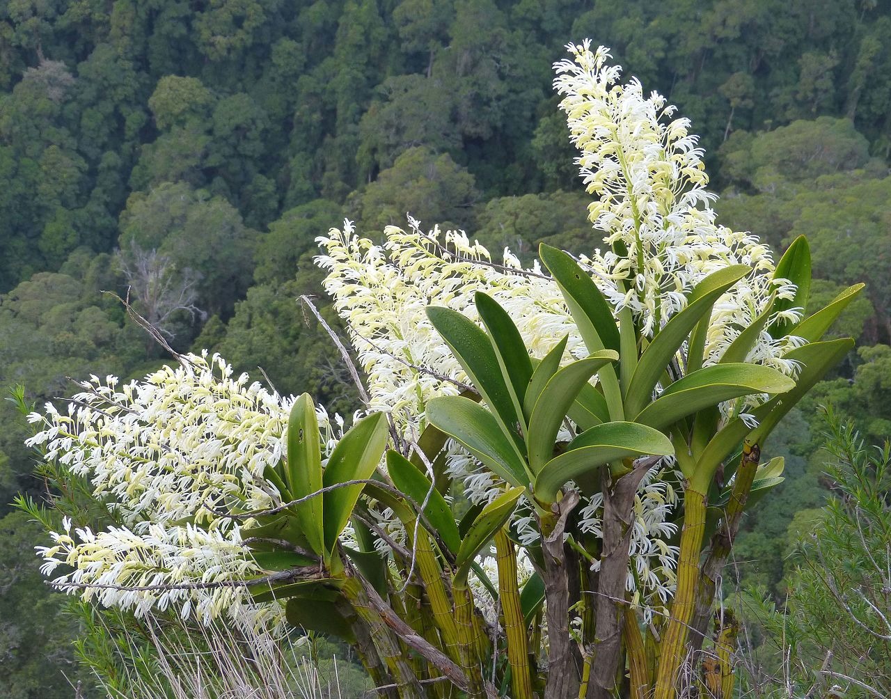 Cây cảnh "tiên thảo", đẹp mê hoặc, là vị thuốc quý, trồng trong nhà phú quý như mây, tài lộc như mưa  - Ảnh 10.