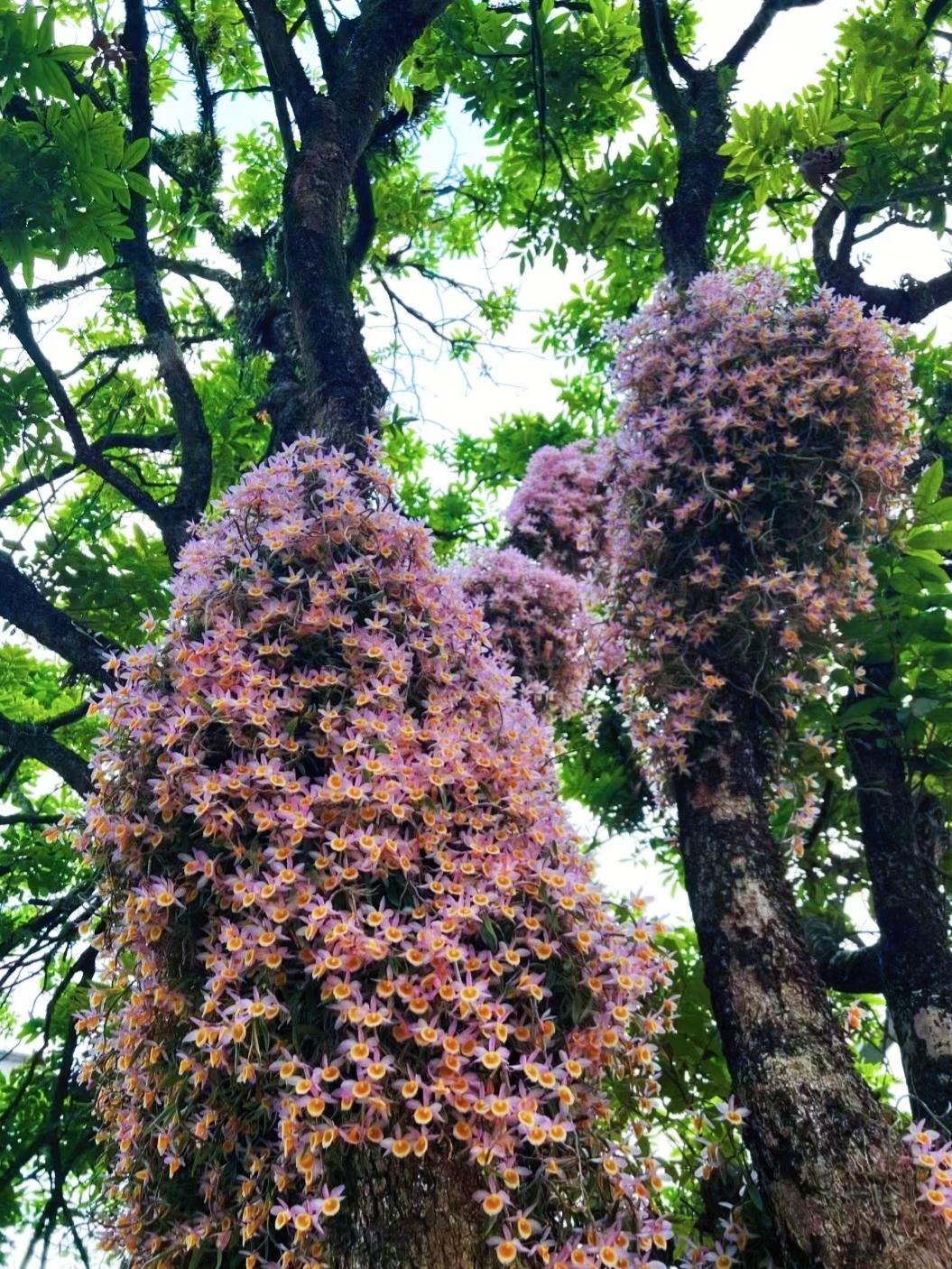 Cây cảnh "tiên thảo", đẹp mê hoặc, là vị thuốc quý, trồng trong nhà phú quý như mây, tài lộc như mưa  - Ảnh 1.