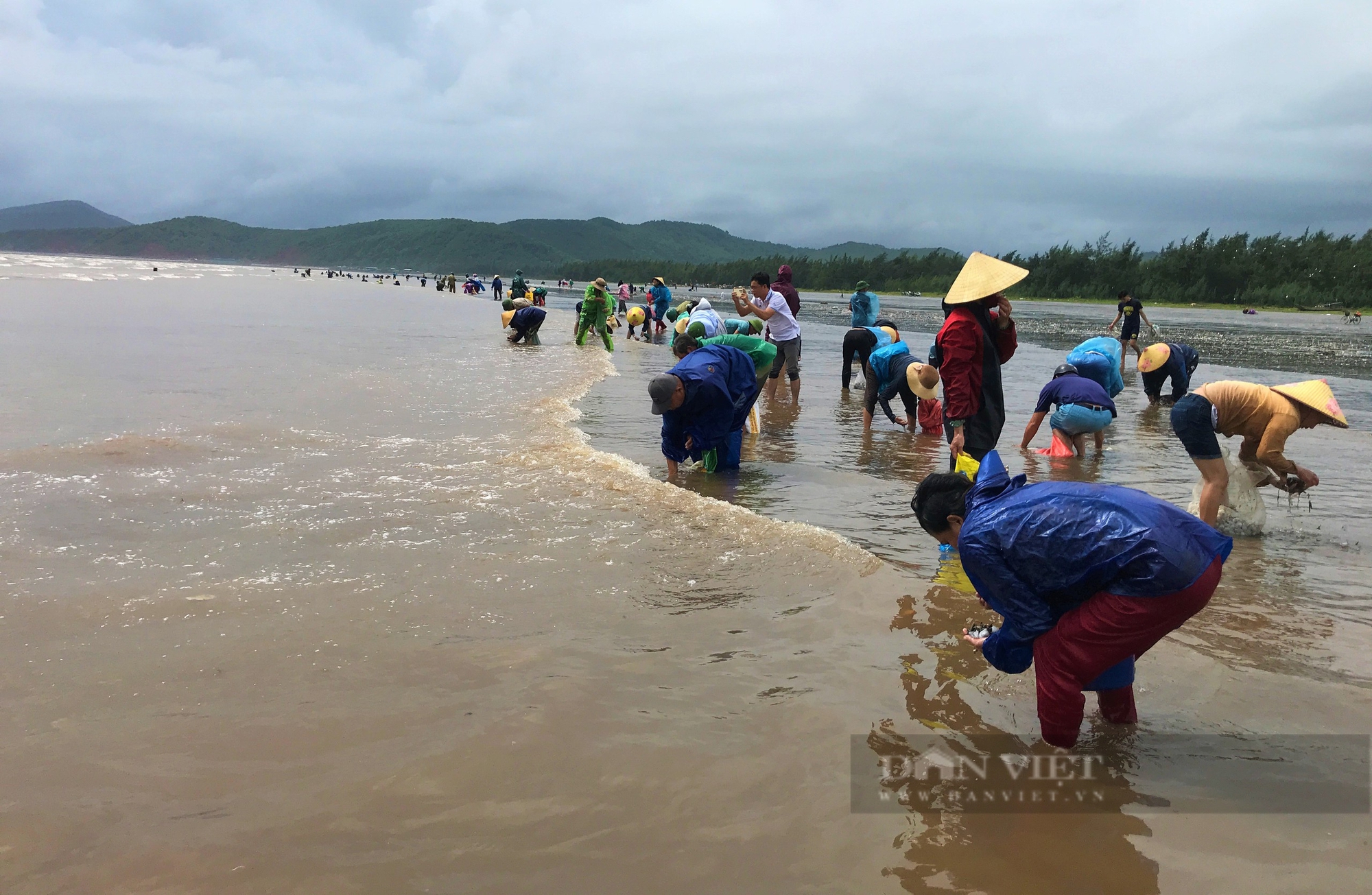 Sau bão số 4, sò ngao dạt đầy bãi biển, làng này gọi nhau ra vớt lộc- Ảnh 8.