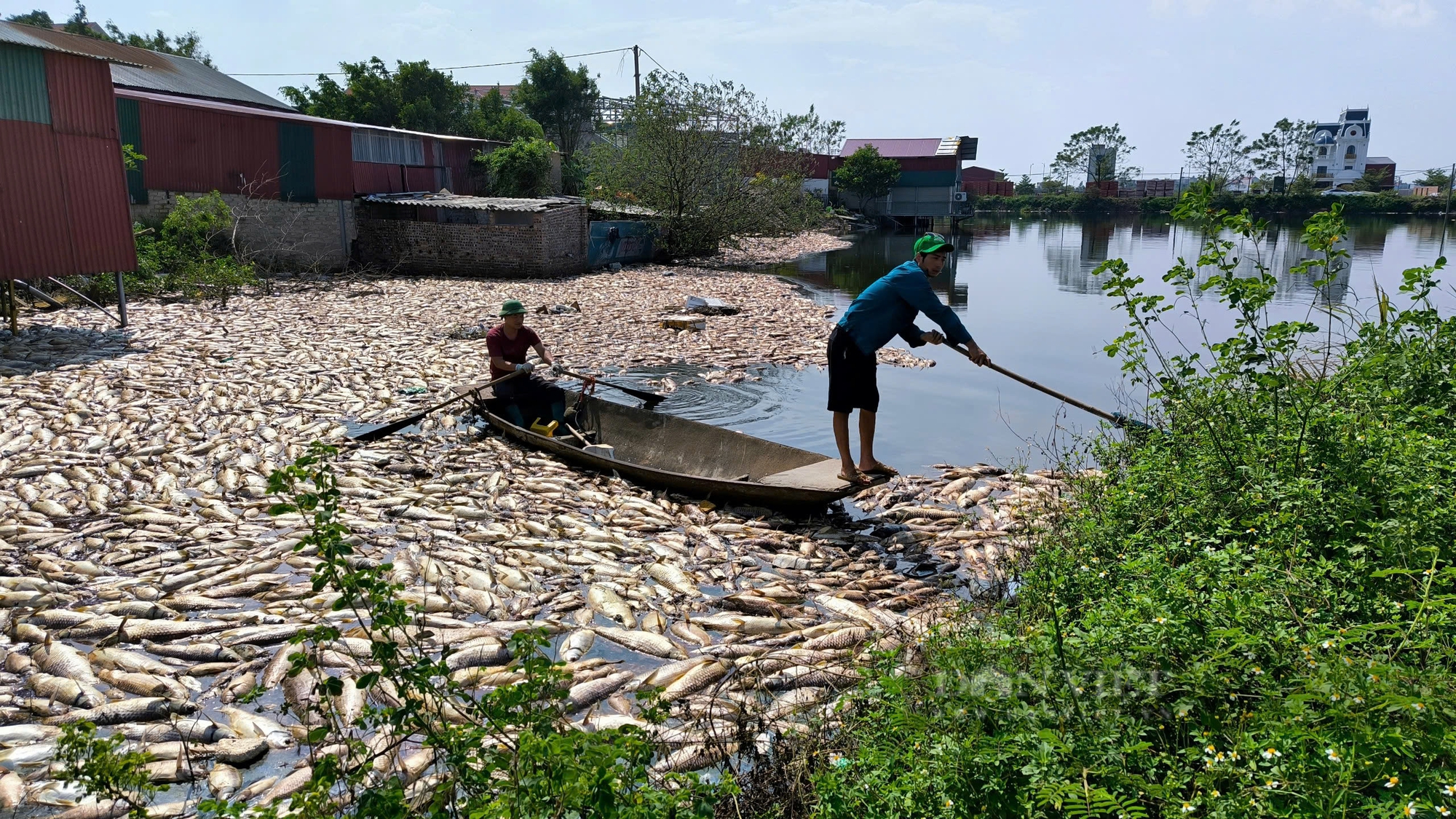 Bắc Ninh: Một nông dân bị chết 60 tấn cá nghi do nhiễm độc nguồn nước xả thải từ khu công nghiệp - Ảnh 2.