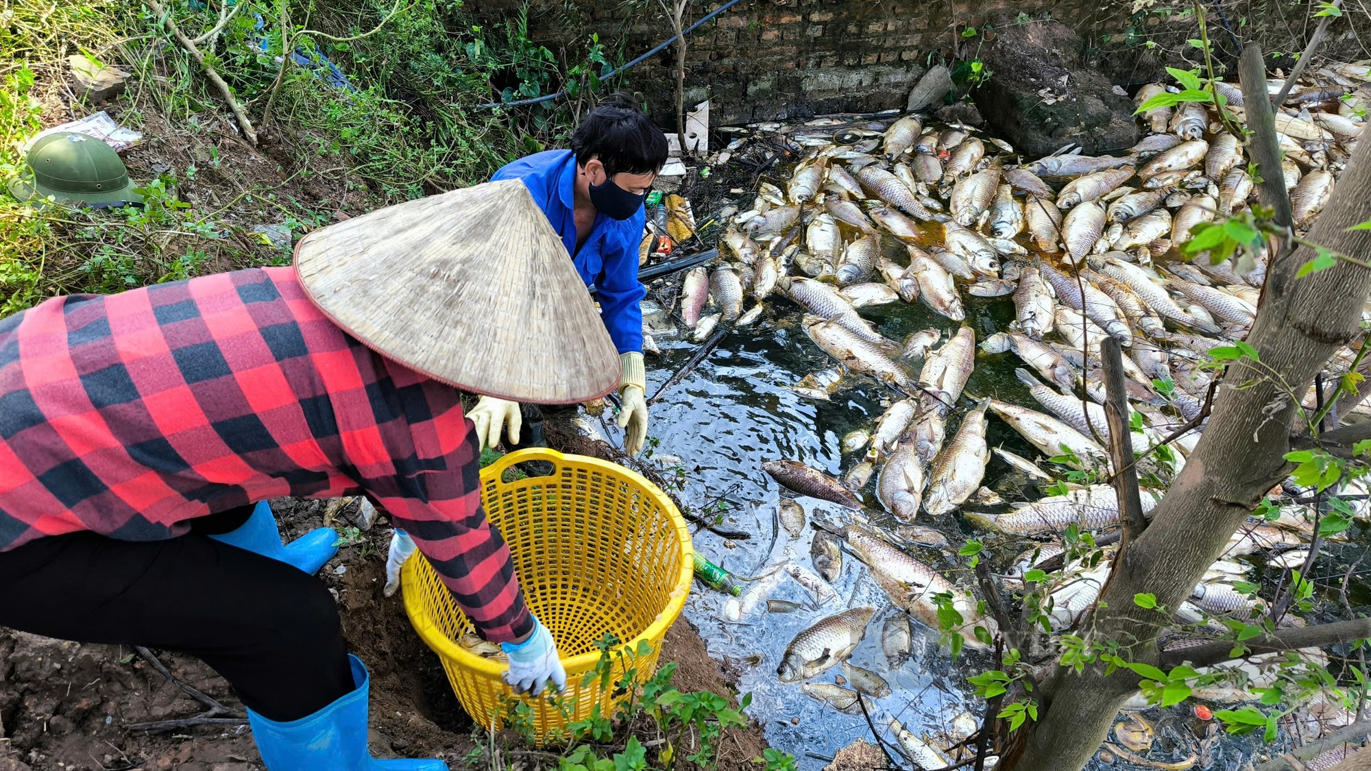 Bắc Ninh: Một nông dân bị chết 60 tấn cá nghi do nhiễm độc nguồn nước xả thải từ khu công nghiệp - Ảnh 3.