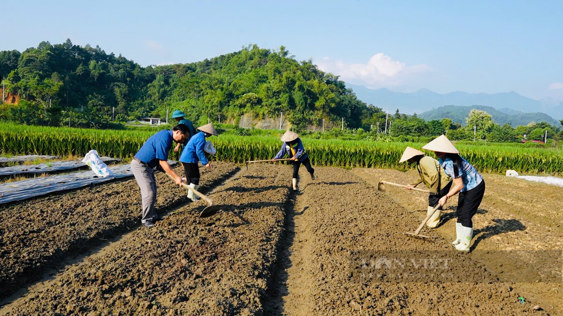 Lào Cai tập trung khôi phục sản xuất sau hoàn lưu cơn bão số 3 - Ảnh 5.